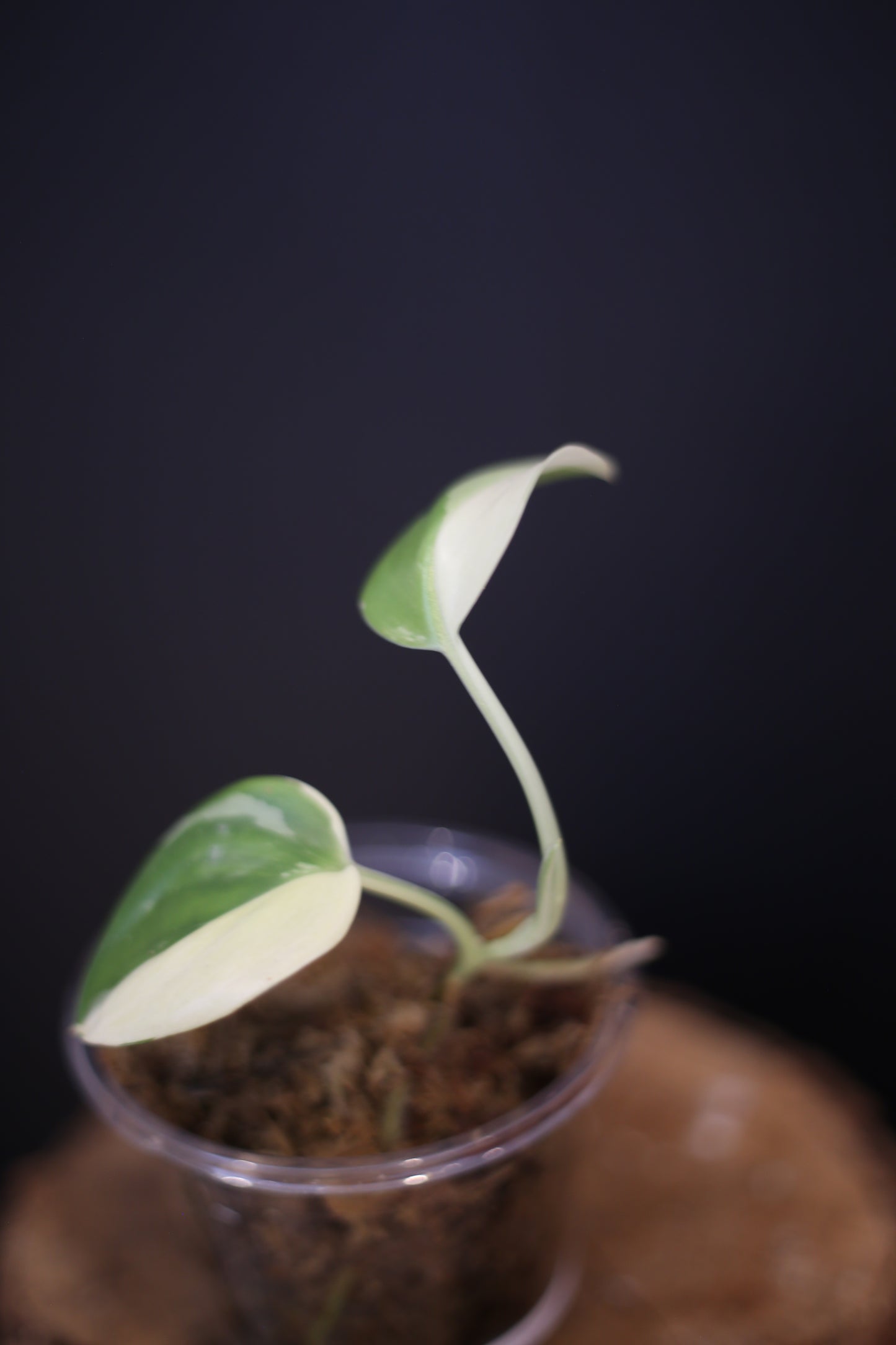 Scindapsus Treubii Moonlight Albo Variegated | Rare White Variegated Aroid Trailing Houseplant