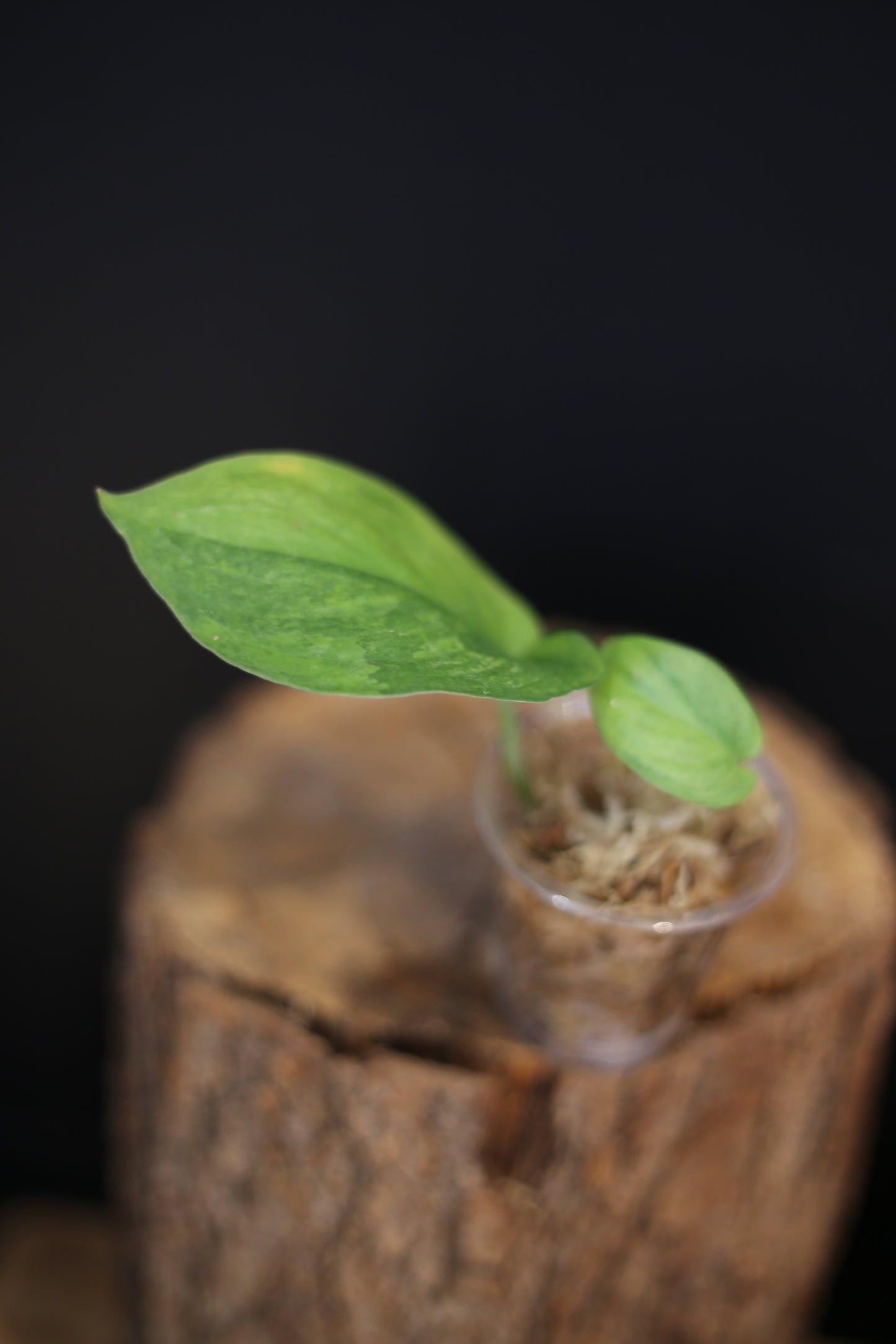 Scindapsus Silver Splash Tricolor Variegated | Rare Multicolour Aroid Trailing Houseplant