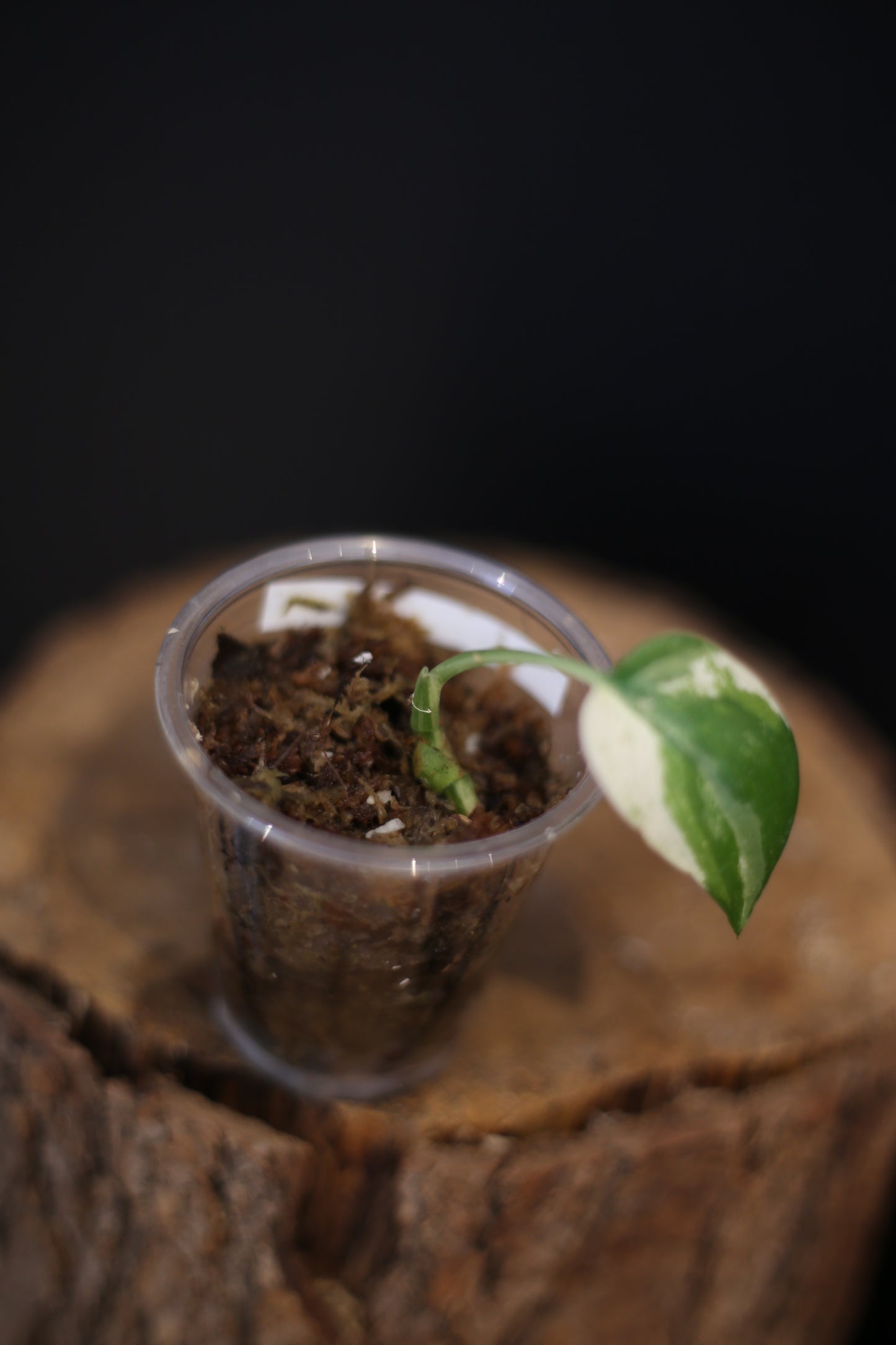Scindapsus Salamountain Variegated | Rare Silver Marbled Aroid Trailing Houseplant