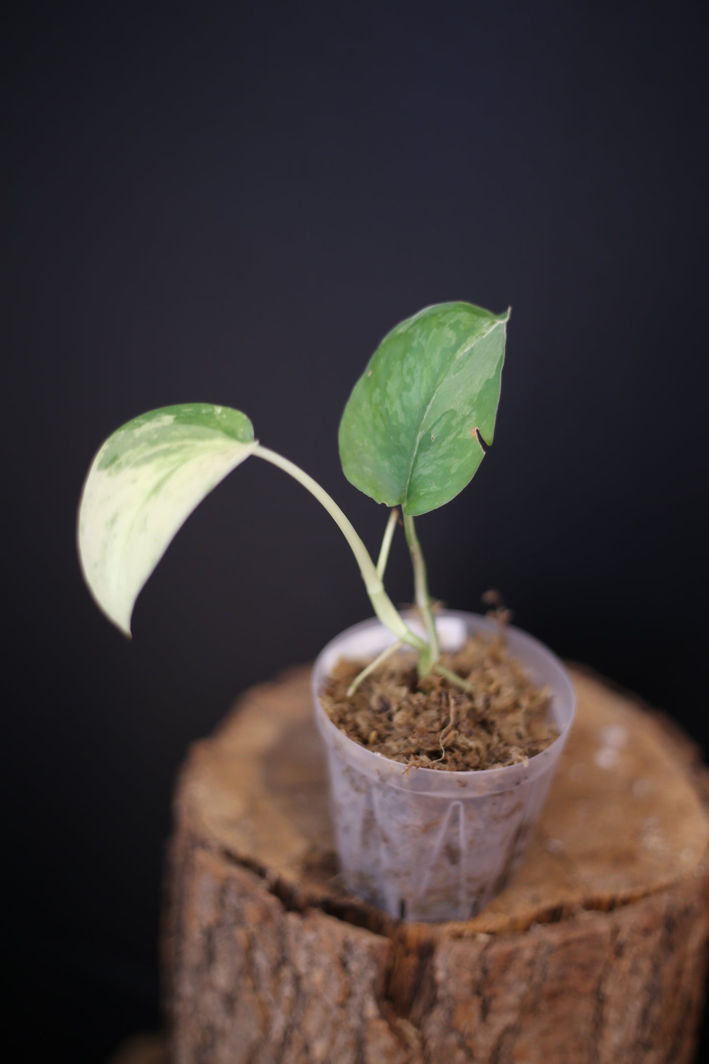 Rare Scindapsus Salamountain Variegated | Silver Green Variegated Trailing Plant