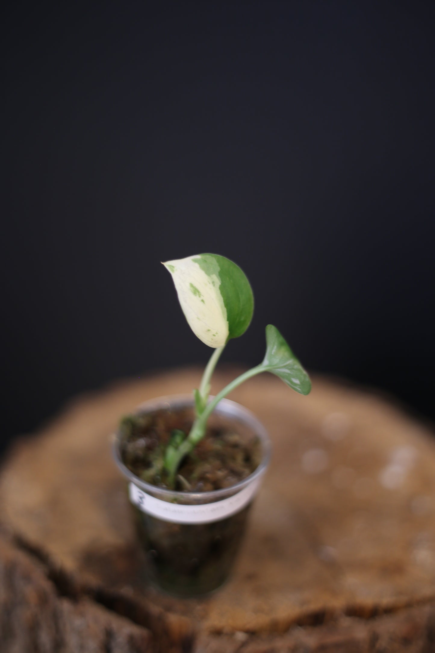 Scindapsus Salamountain Variegated | Collector Variegated Silver Aroid
