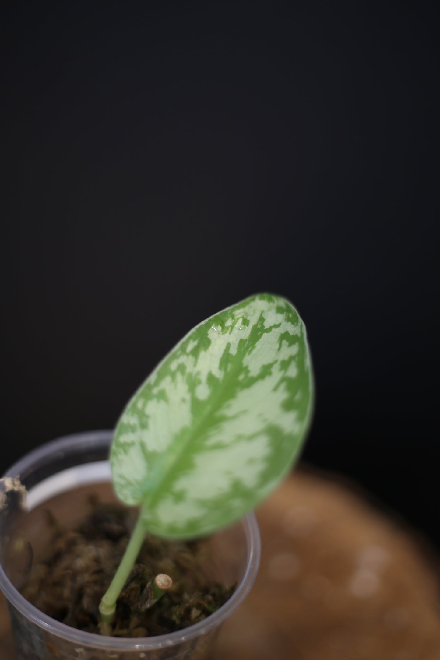 Scindapsus Mariposa, Rare Silver Lady Variegated