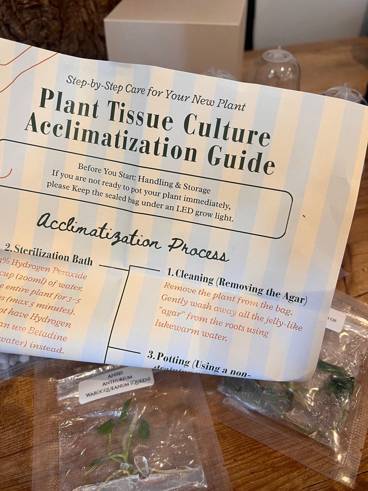 Nook - Your First Tissue Culture Set (3 Anthurium Plants)