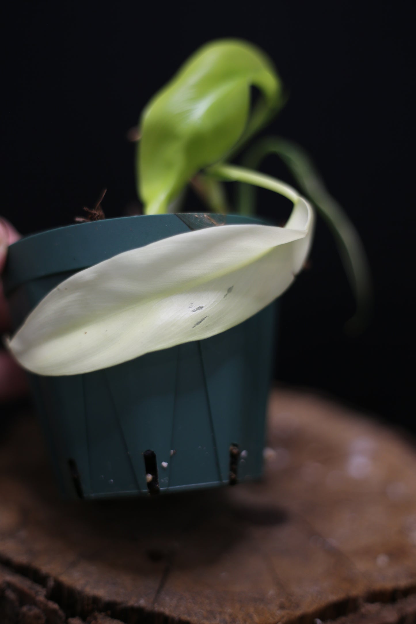 Philodendron Domesticum Variegated - Rooted Established Plant - Rare Aroid UK