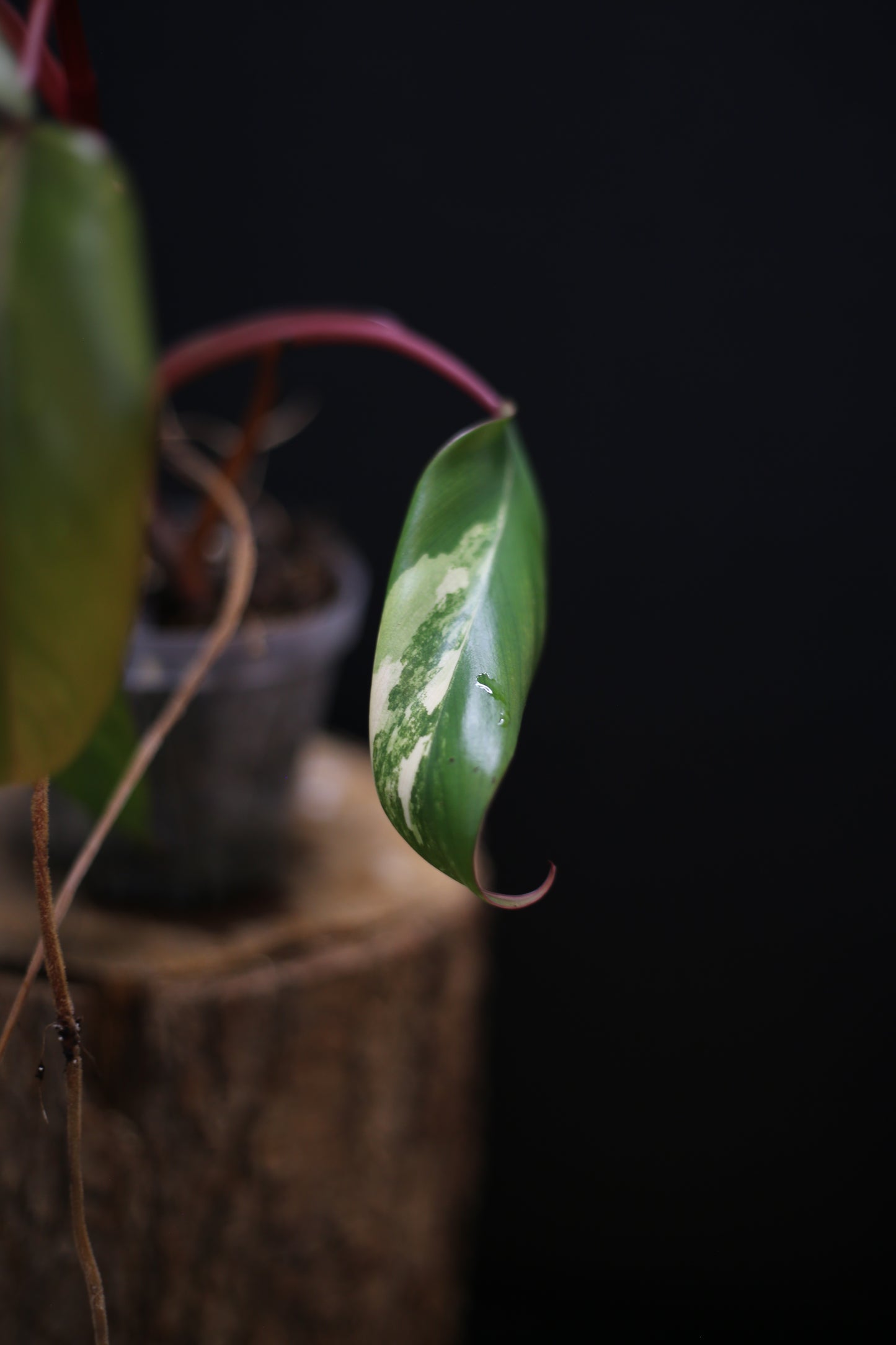 Philodendron Strawberry Shake Variegata - Red Petioles - New Leaf Emerging - Rooted Starter Plant UK