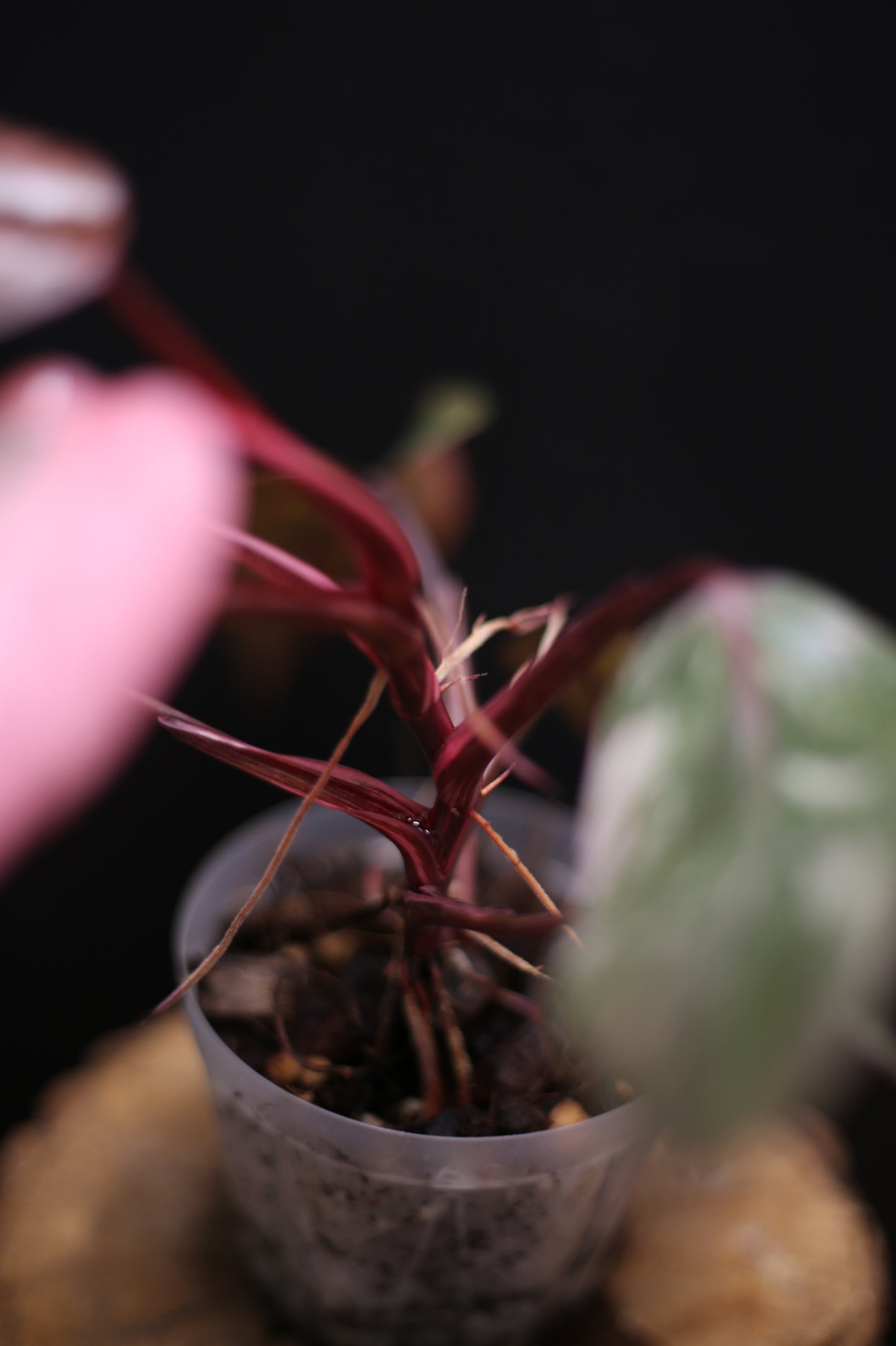 Philodendron Pink Princess Galaxy - Pink Splash Emerging - Rooted Plant UK
