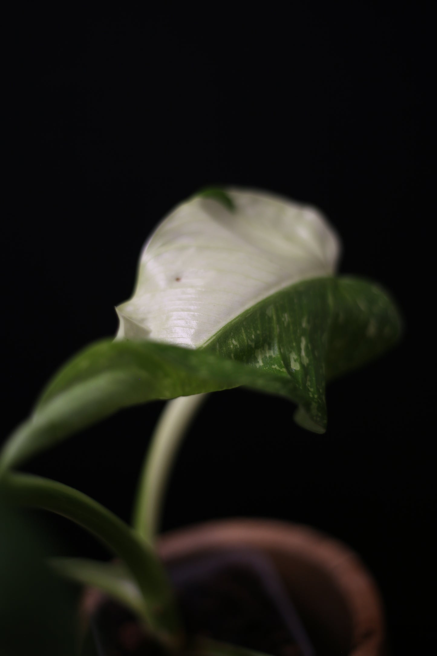 Philodendron Jose Buono Variegated - Heavy Cream Variegation