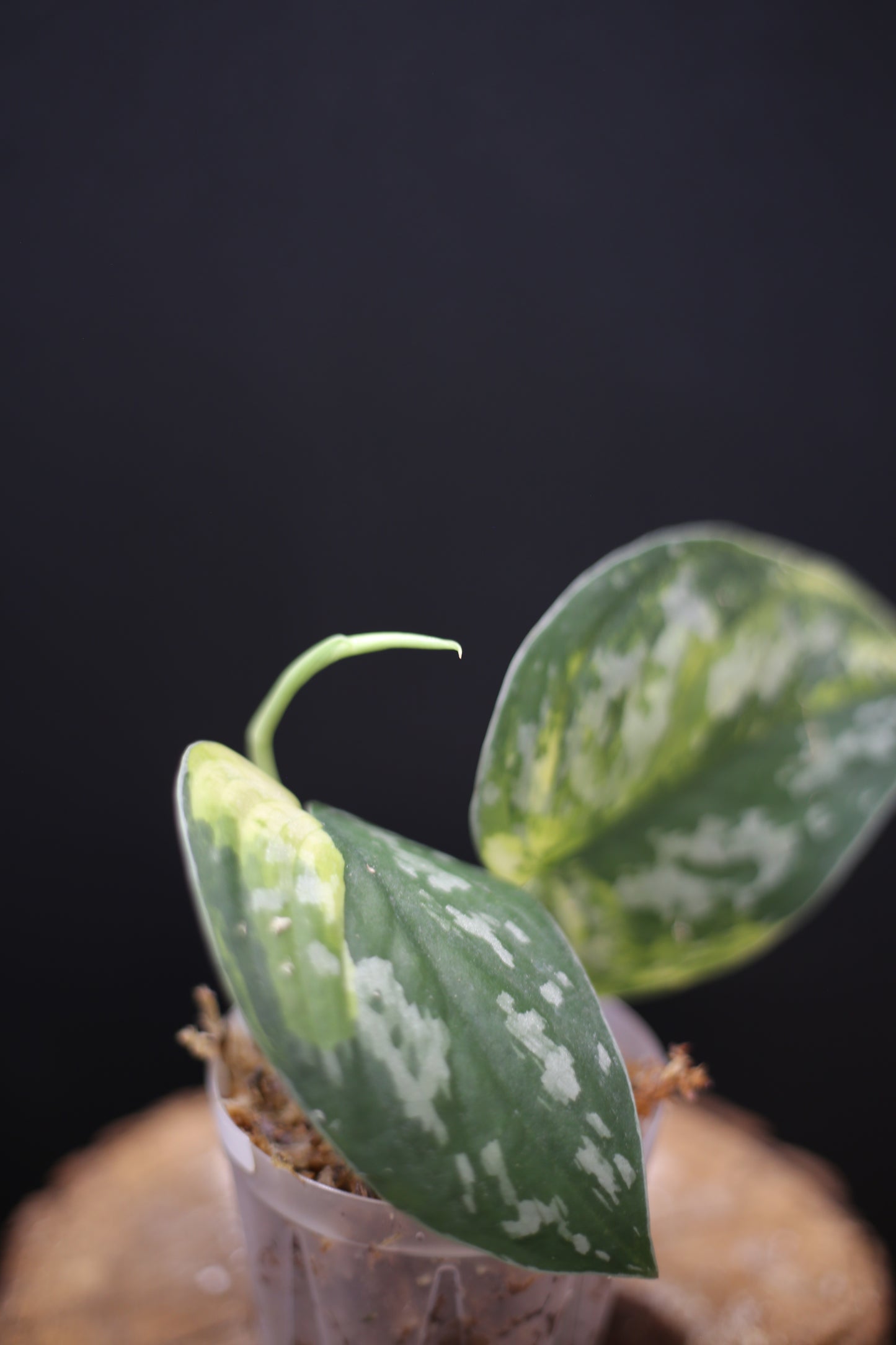 Scindapsus Emerald Mist: Silver Speckled Rare Aroid