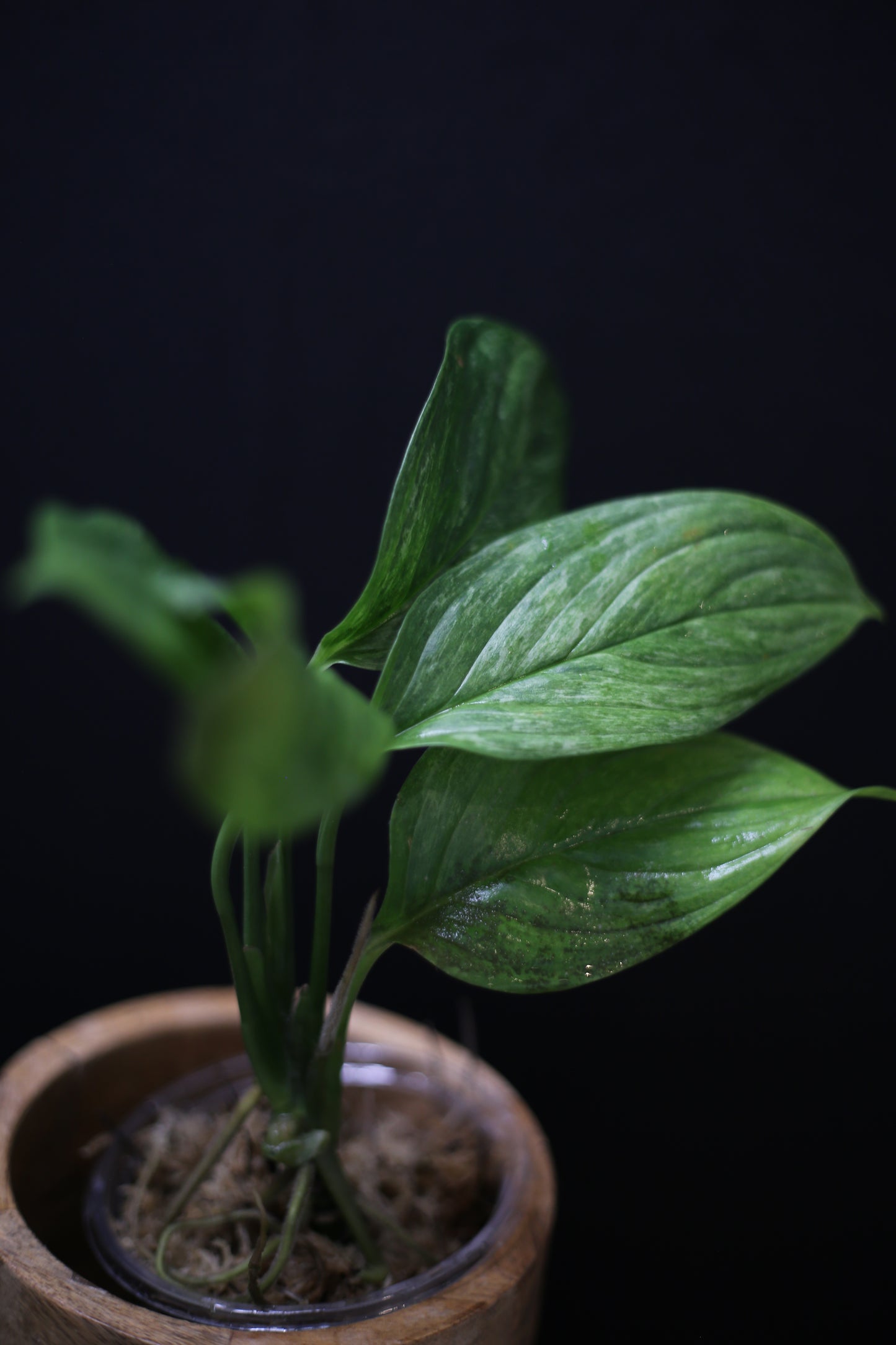 Scindapsus Perakensis Mint: Rare Species Aroid