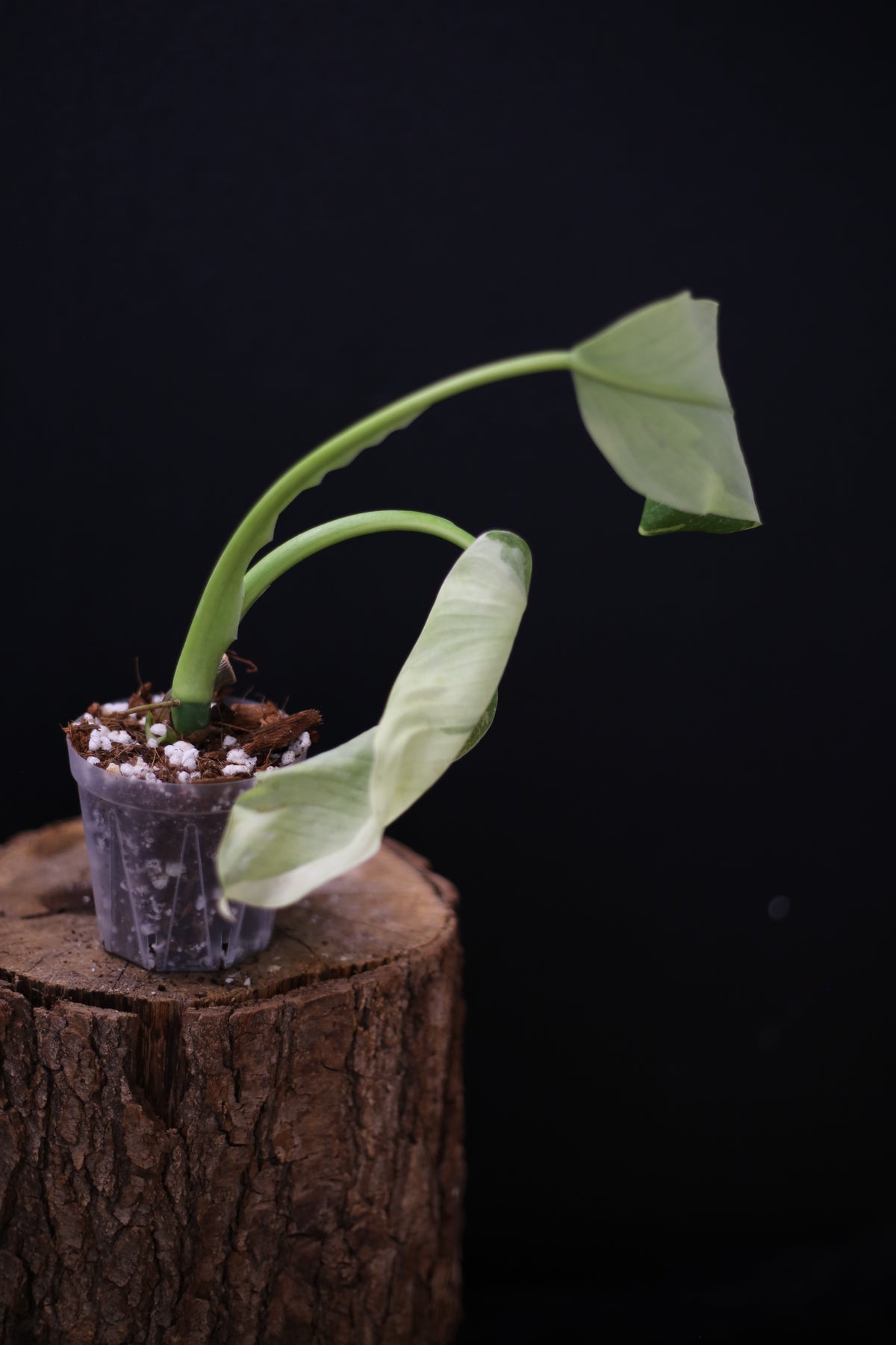 Philodendron Jose Buono Variegated - Heavy Cream Variegation