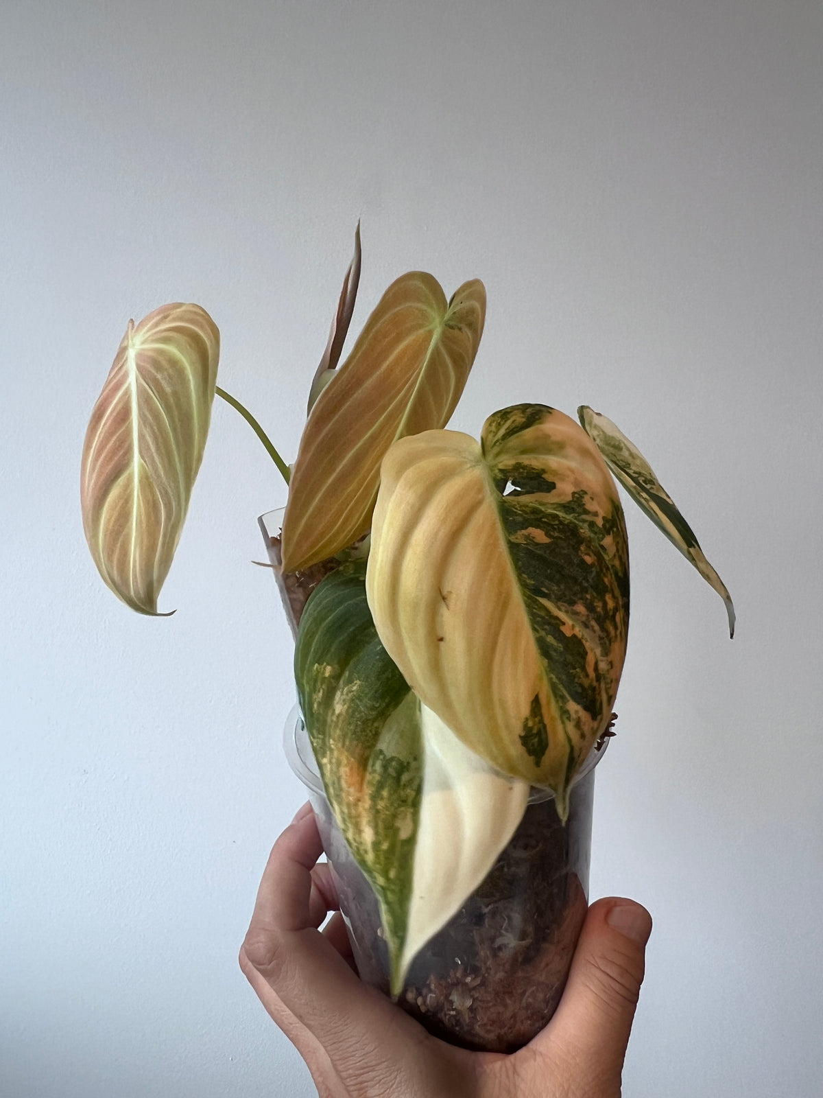 Super Rare Philodendron Melanochrysum Bonfire Orange Variegated Cutting