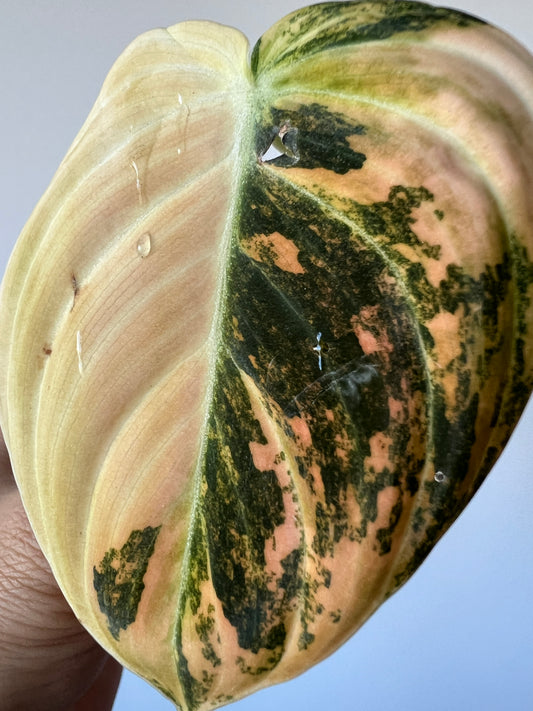 Philodendron Melanochrysum Bonfire Orange Variegated Cutting Exact Plant