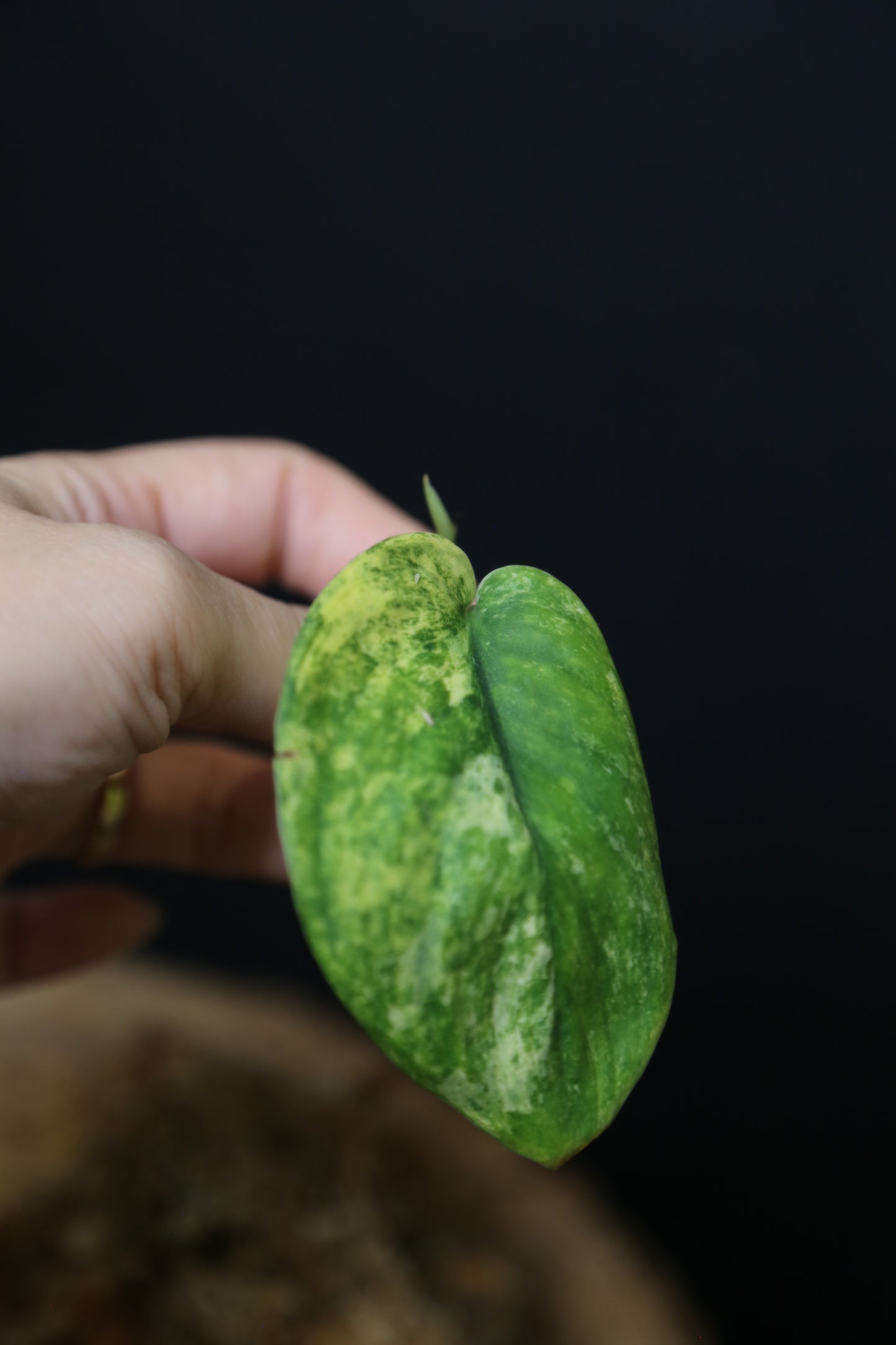 Scindapsus Jade Satin Mint Variegated – Cutting 001