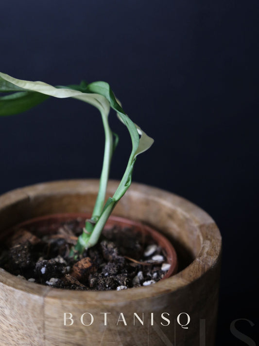 Monstera Adansonii Variegated Rare Half-moon Potted Plant MAV-008