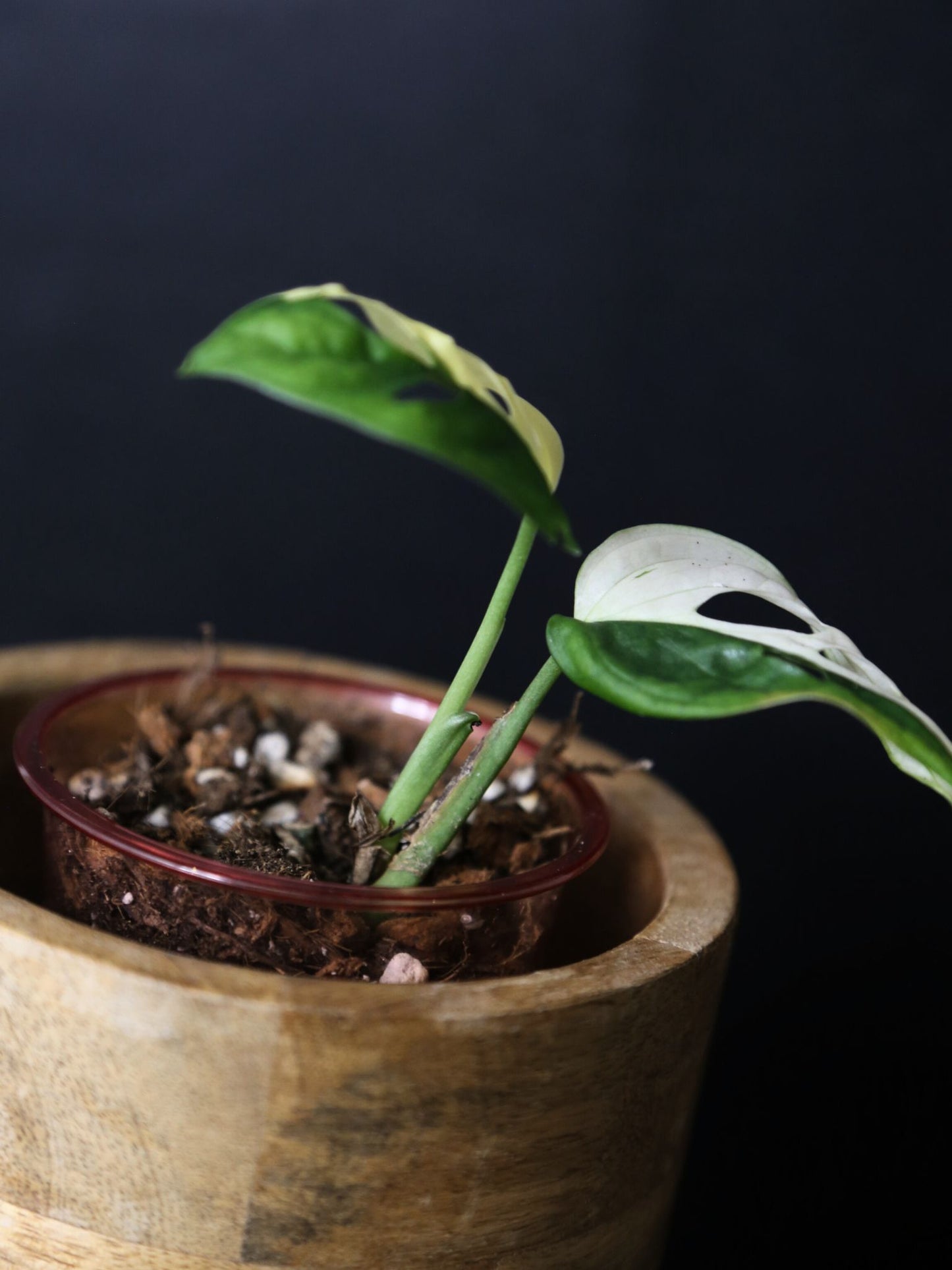 Monstera Adansonii Variegated Rare Half-moon Potted Plant MAV-009