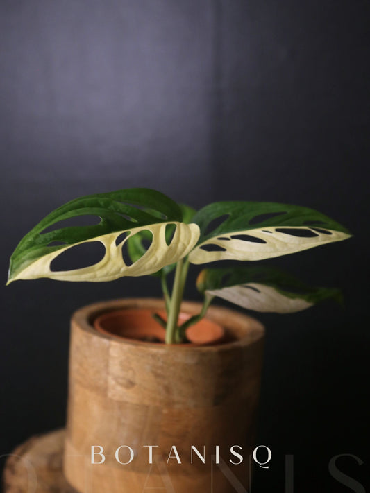 Monstera Adansonii Variegated Rare Half-moon Potted Plant MAV-011