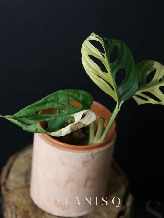 Monstera Adansonii Variegated Rare Half-moon Potted Plant MAV-012
