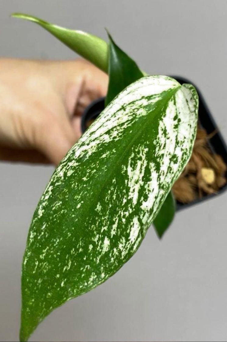 Monstera Deliciosa 'Devil Monster' Variegated | Limited Pre-Order
