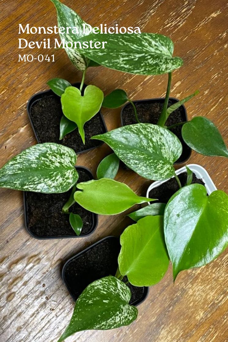 Monstera Deliciosa 'Devil Monster' Variegated | Limited Pre-Order