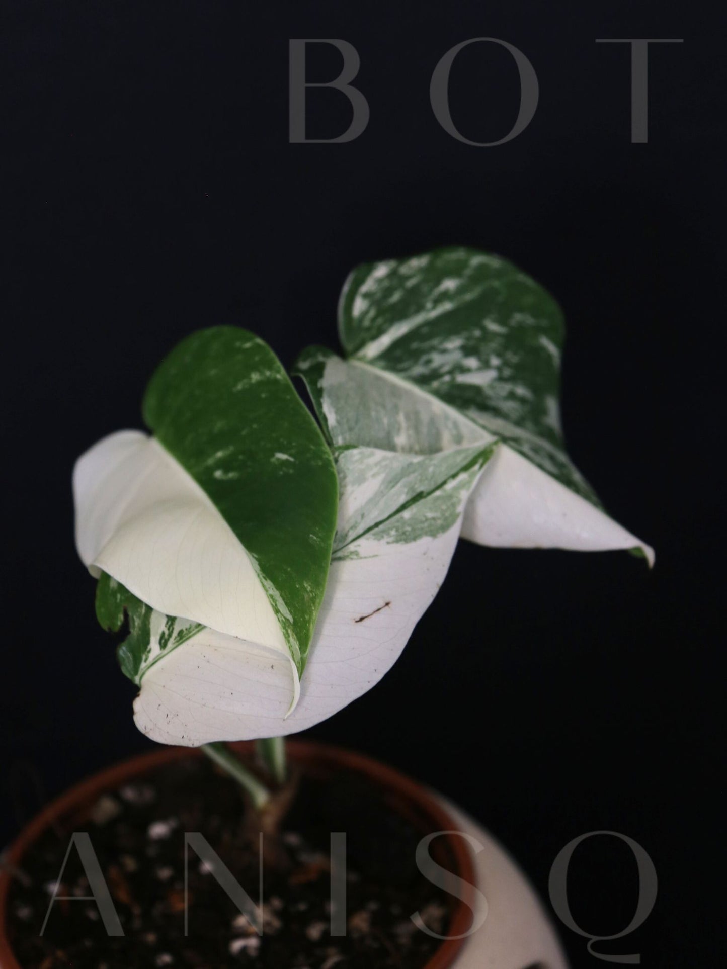 Monstera Variegated Potted MV-336
