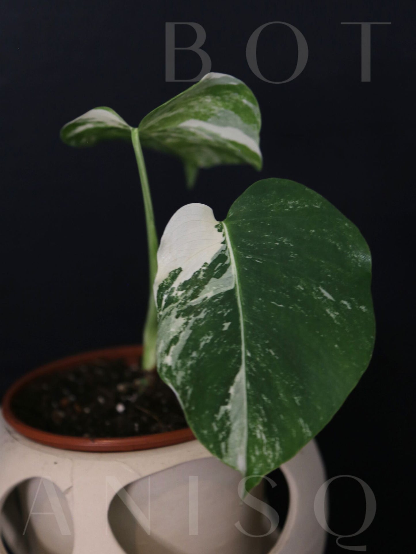 Monstera Variegated Potted MV-337