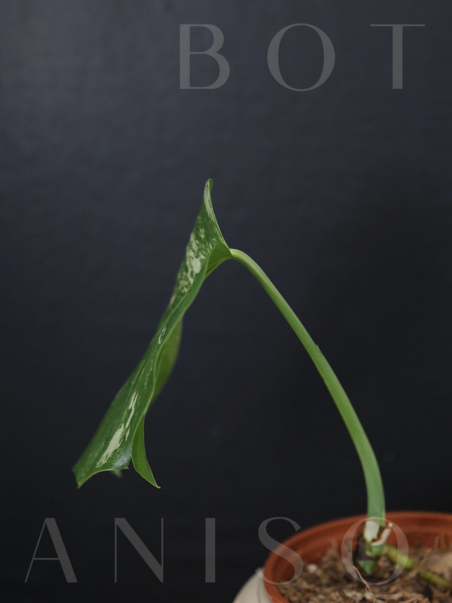 Monstera Variegated Potted MV-338