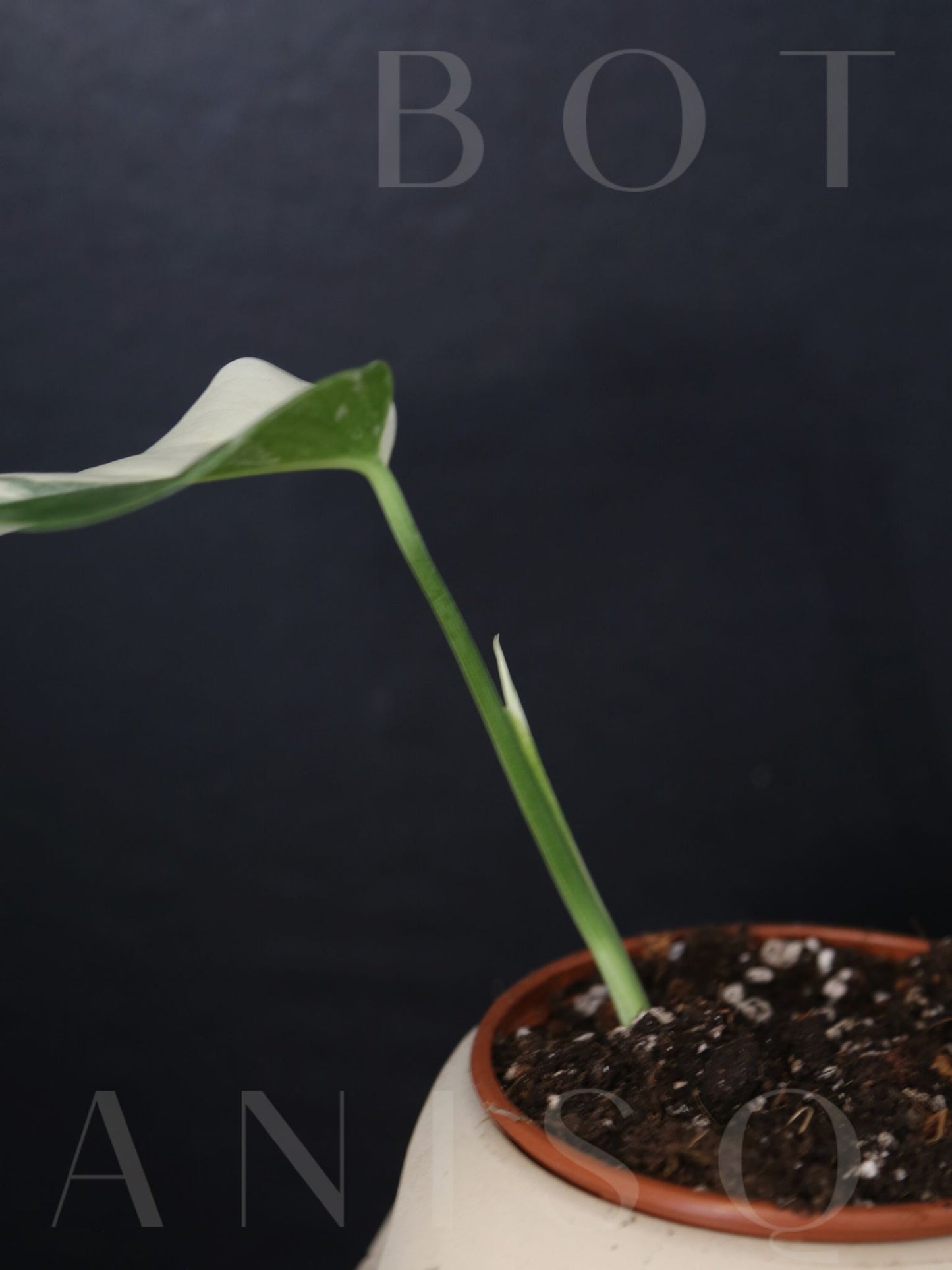 Monstera Variegated Potted MV-343