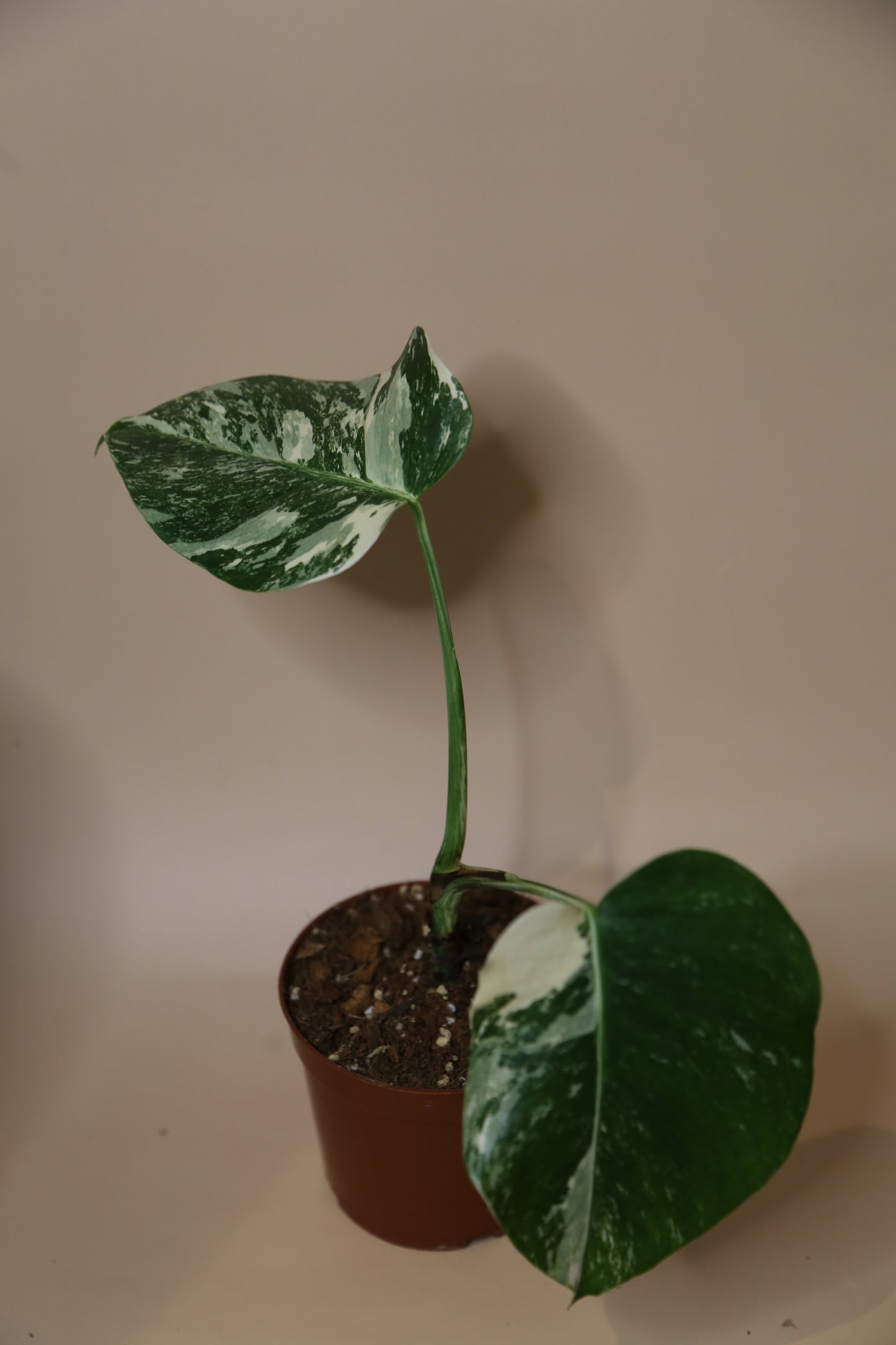 Monstera Variegated Potted MV-337