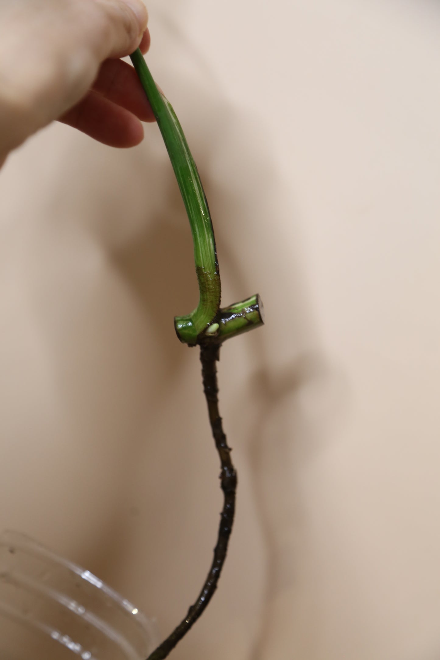 Monstera Variegated cutting MV-364