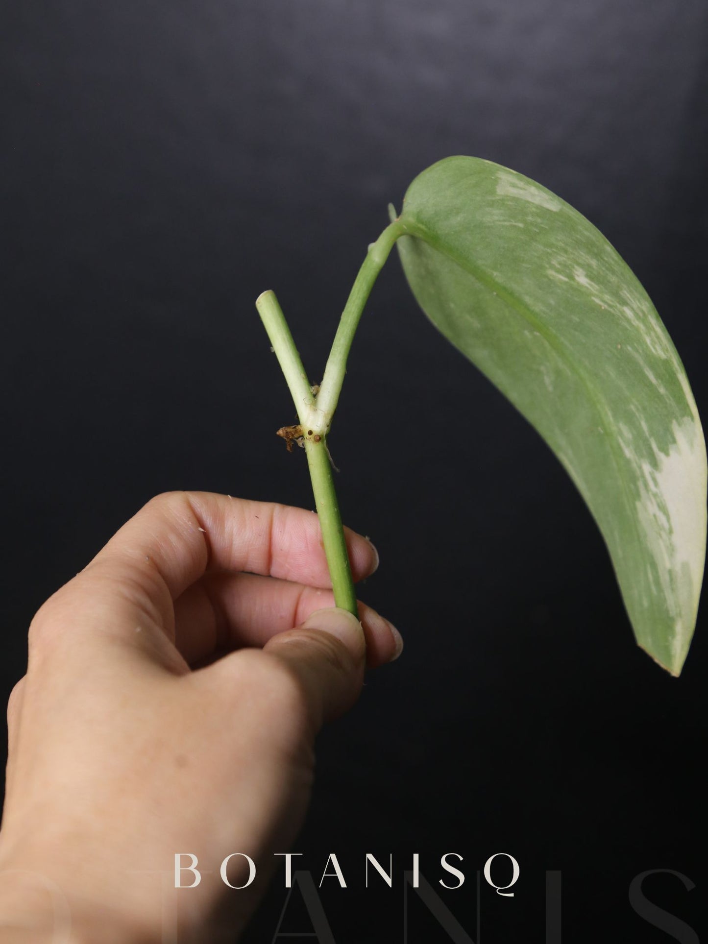 Scindapsus Maharlika Cutting Rare Satin Silver Variegated Collector Aroid 002