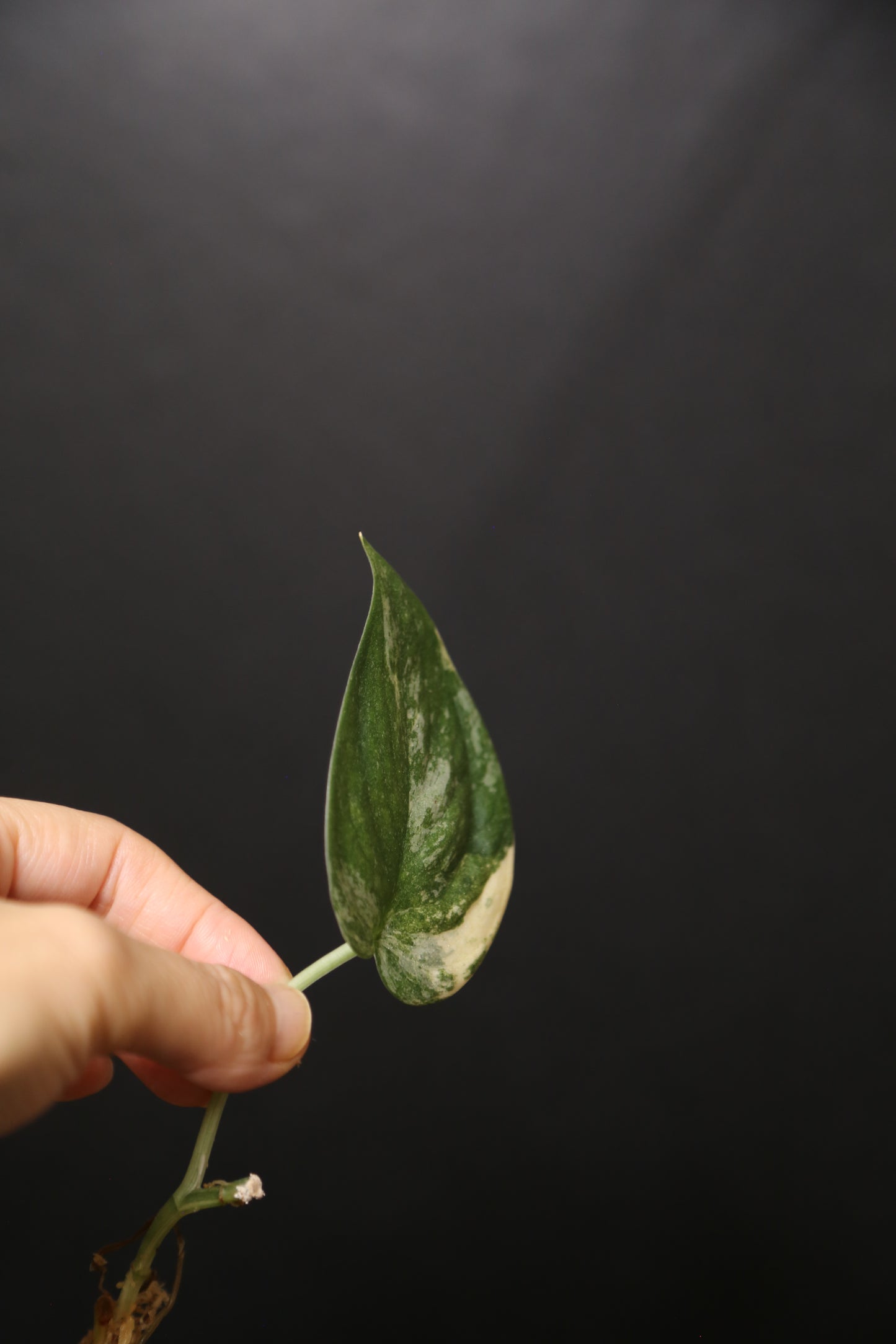 Scindapsus Mangurai – Cutting 003