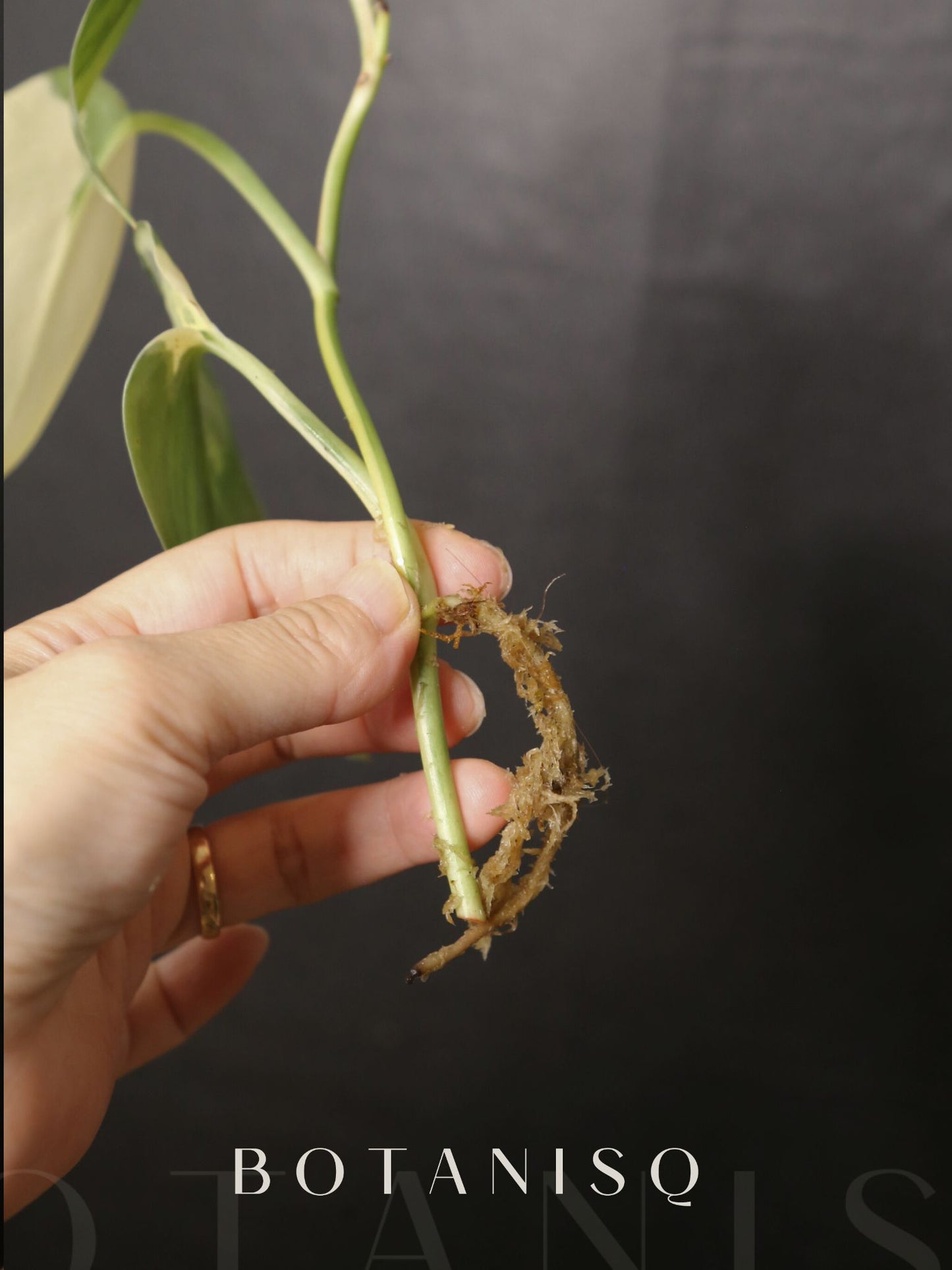 Scindapsus Mariposa Three leafs Top Cutting 001