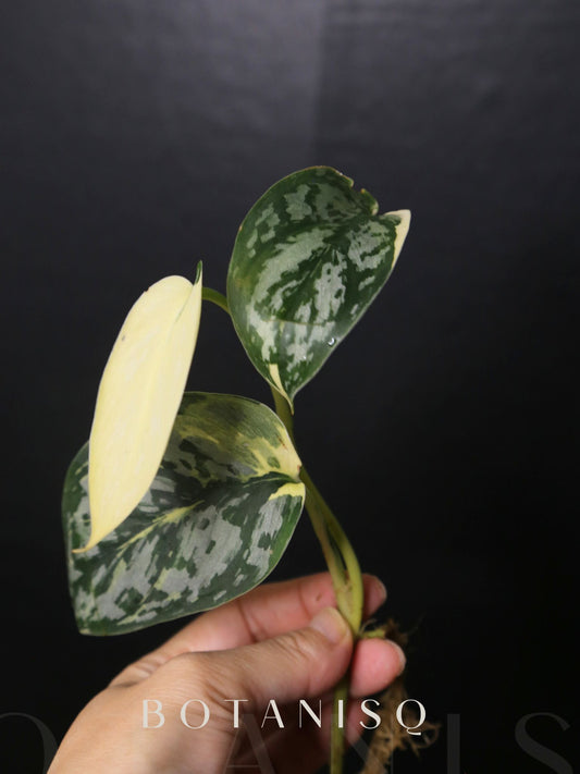 Scindapsus Mariposa Three leafs Top Cutting 001