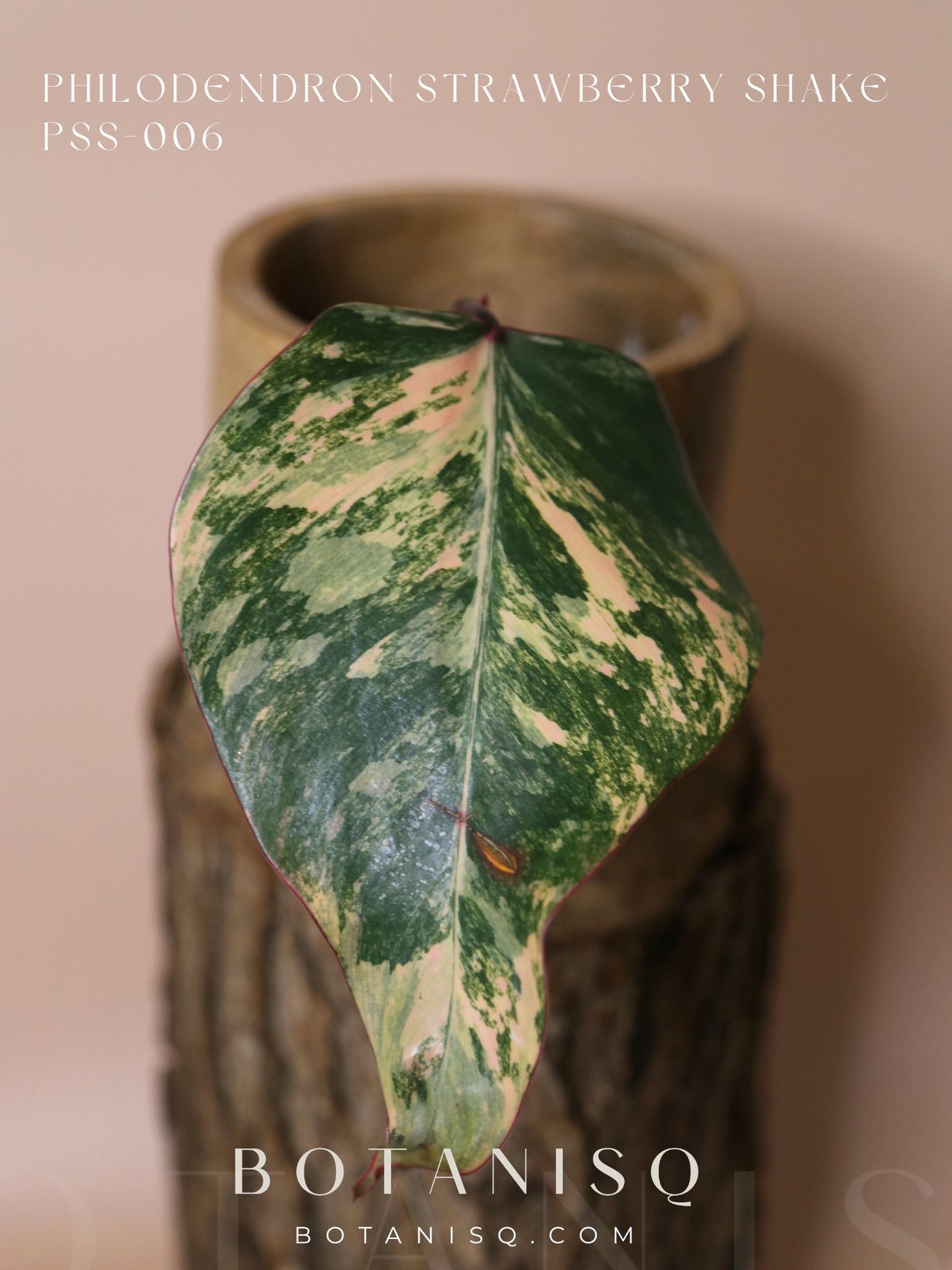 Philodendron Strawberry Shake variegata PSS-006