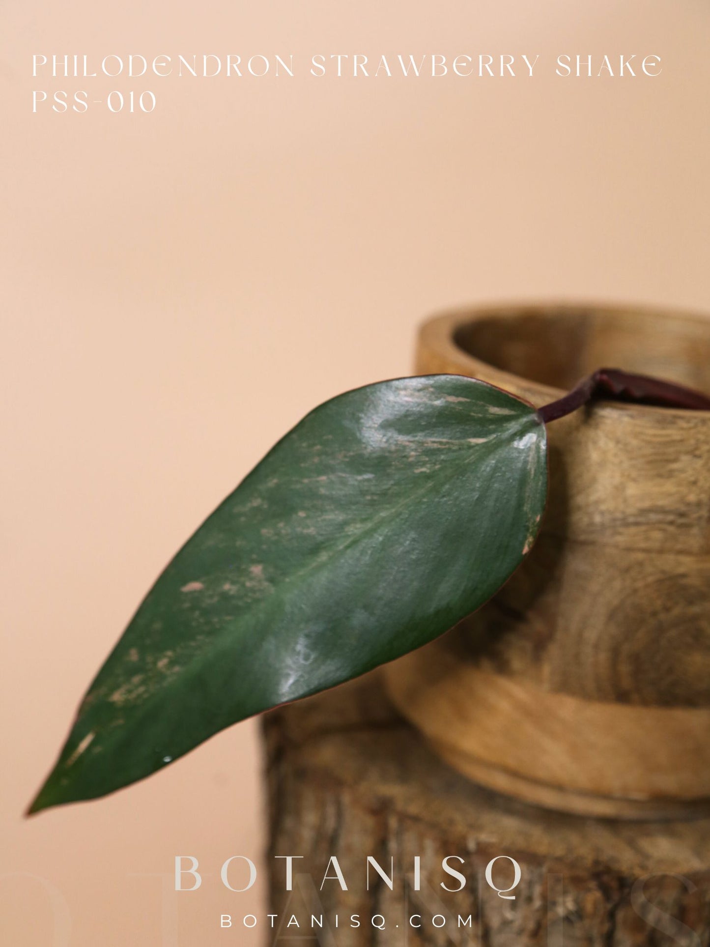 Philodendron Strawberry Shake variegata PSS-010