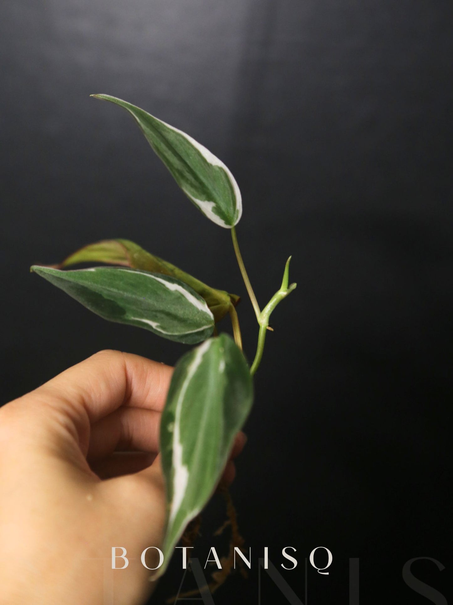 Rare! Philodendron Micans Velvet Halo Variegated Rooted Plant