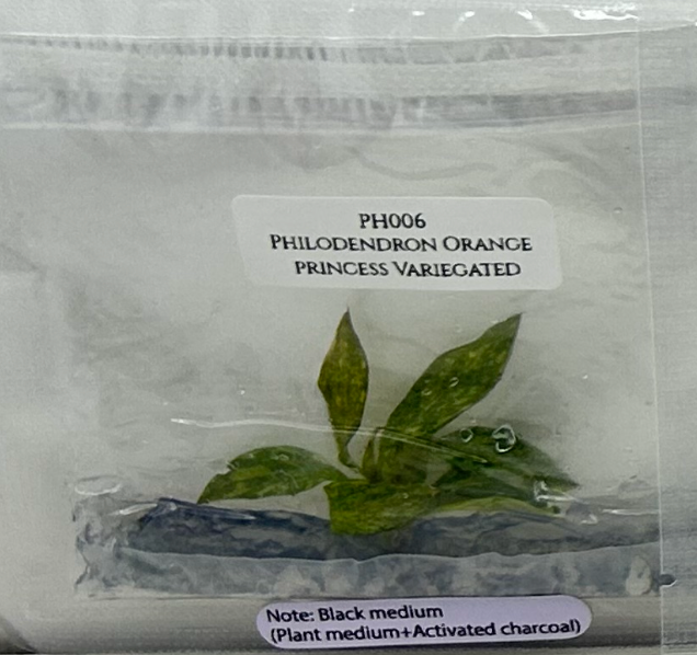 Philodendron Orange Princess Variegated Tissue Culture (1 plant/bag)