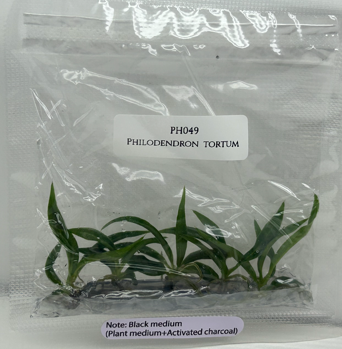 Philodendron Tortum Tissue Culture (5 plants/bag)