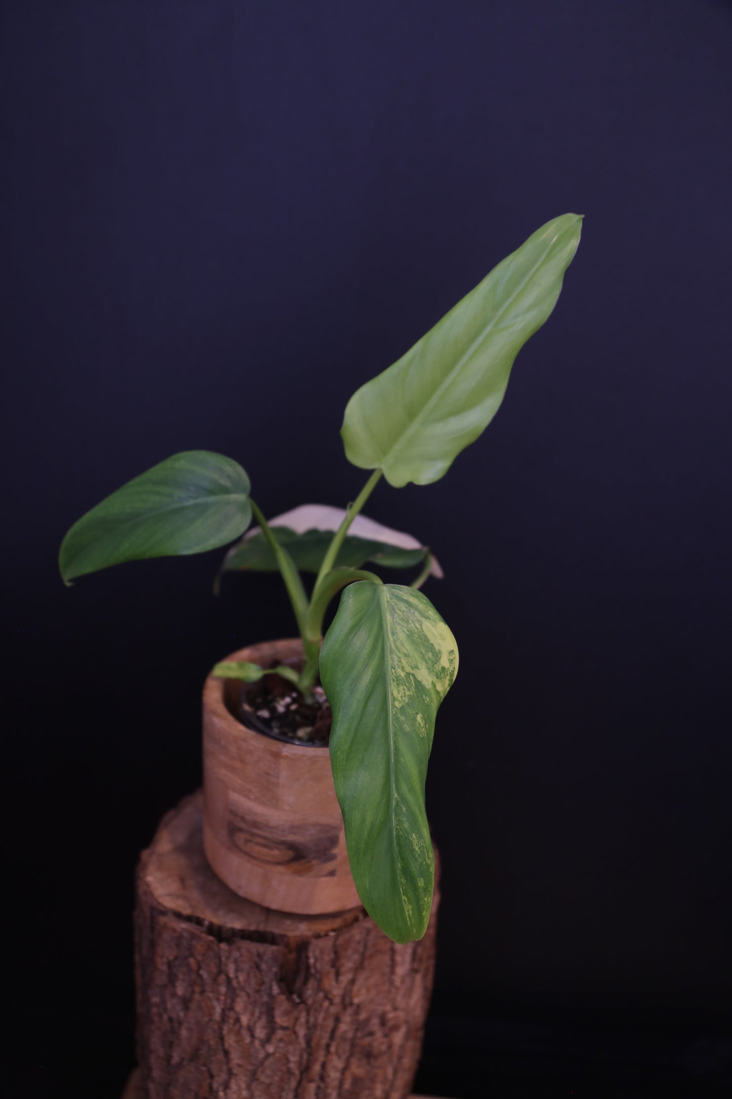 Philodendron Domesticum Variegated - Rooted Established Plant - Rare Aroid UK