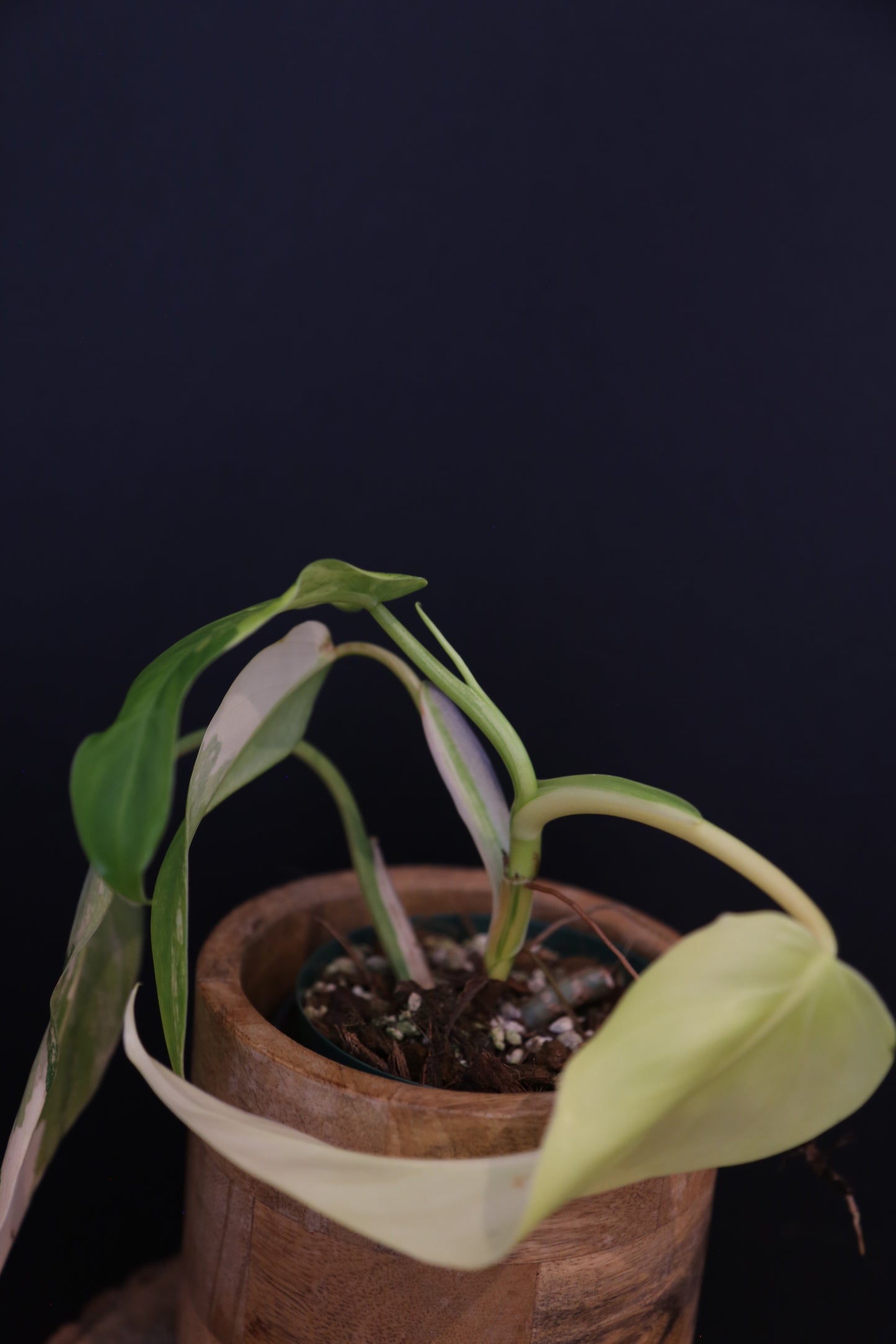 Philodendron Domesticum Variegated Well rooted Potted - 005