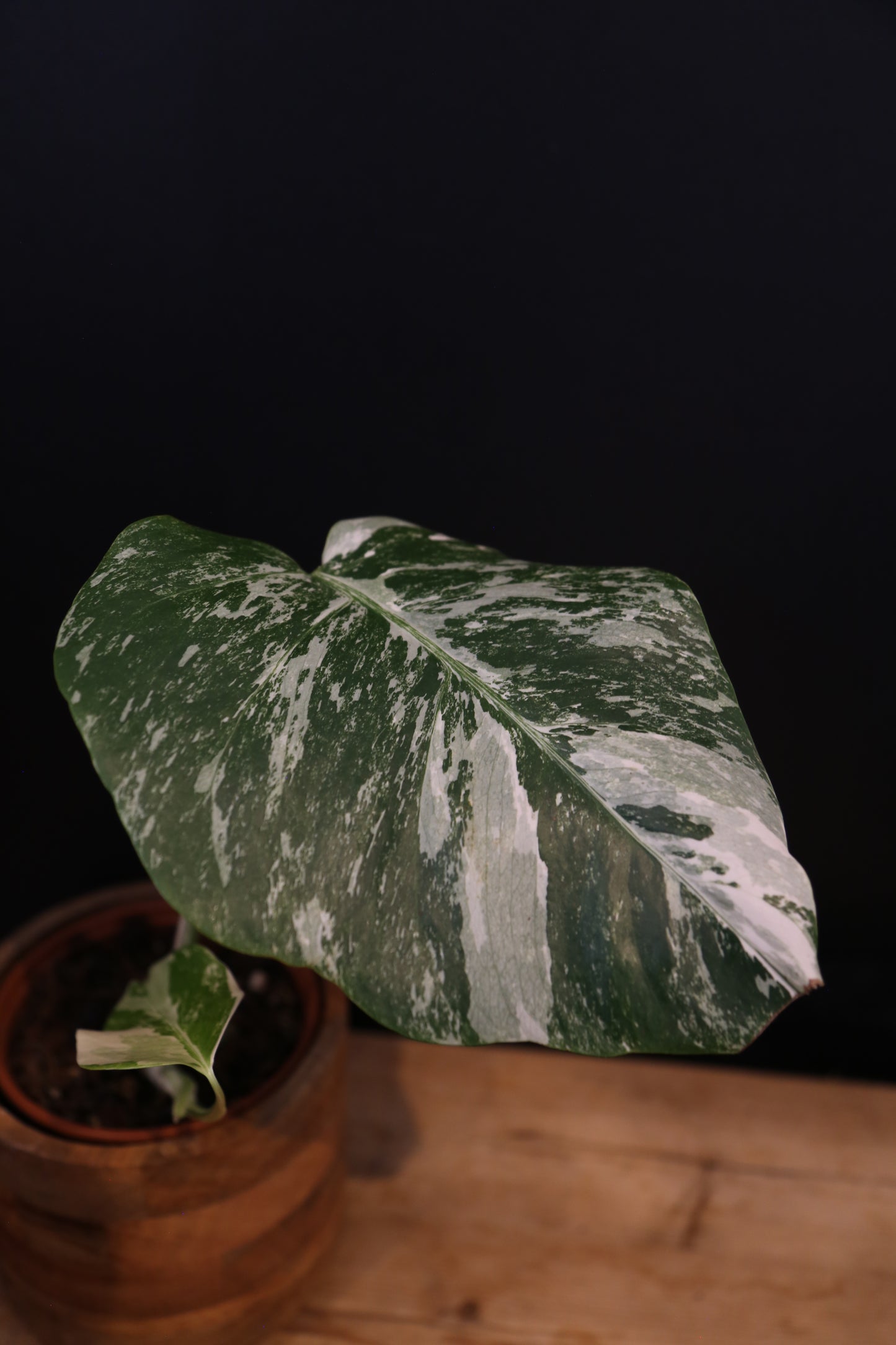 Monstera Albo Variegata - Speckled Pattern - Rooted Potted Plant UK