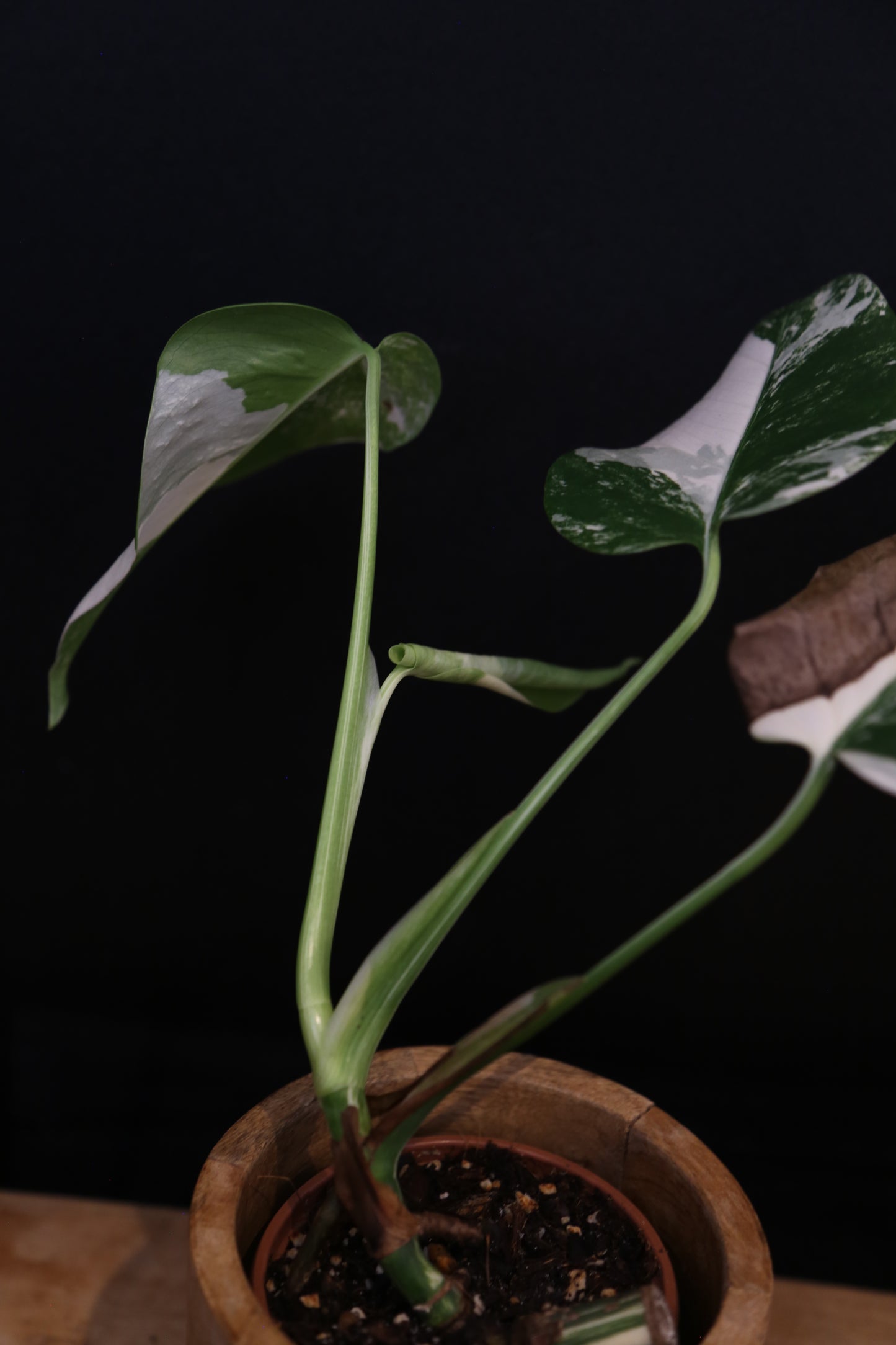 Monstera Deliciosa Albo Variegata - 3 Leaves - Rooted Established Plant - Rare Variegated Aroid UK