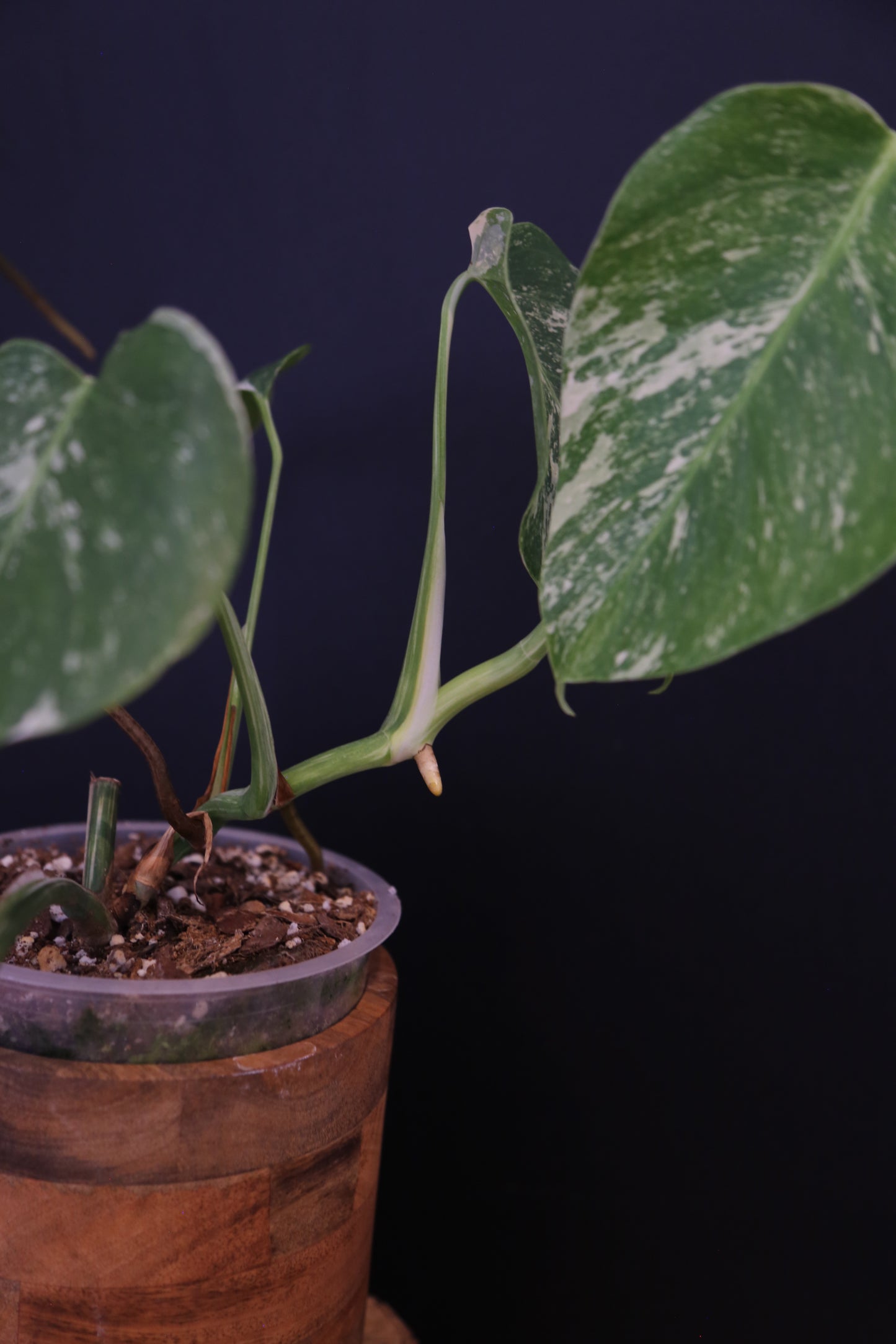 Growing - Monstera Deliciosa Albo Variegata - Speckled Variegation - 3 Leaves - Rooted Established Plant UK