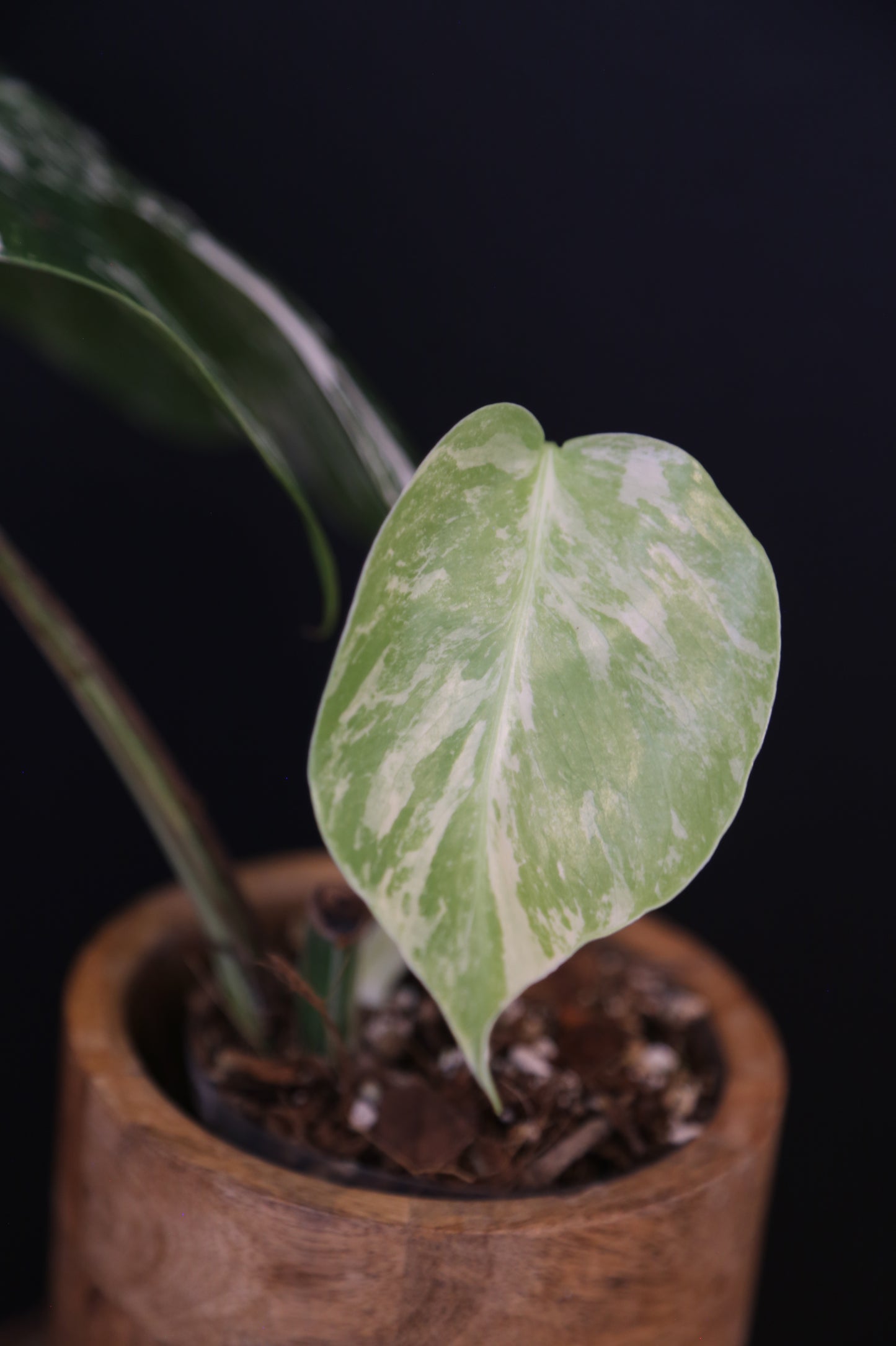 Growing - Monstera Deliciosa Albo Variegata - Heavy Variegation - New Leaf Unfurling - Rooted Plant UK