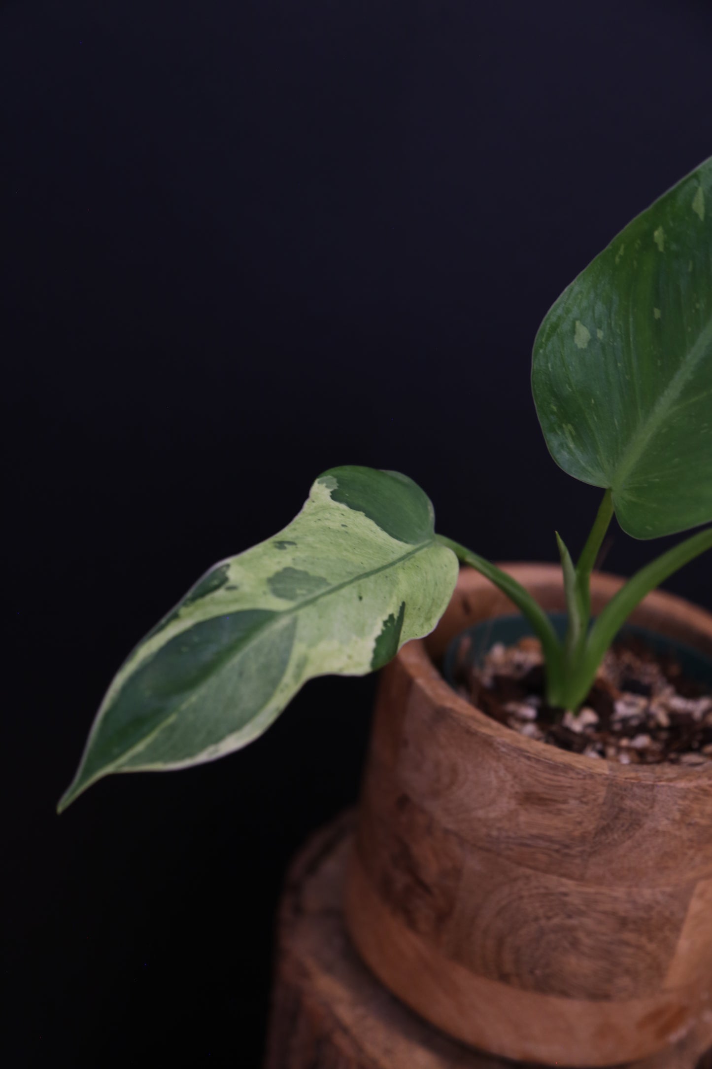 Growing - Philodendron Jose Buono Variegata - Cream Variegation - New Leaves Emerging - Rooted Plant UK