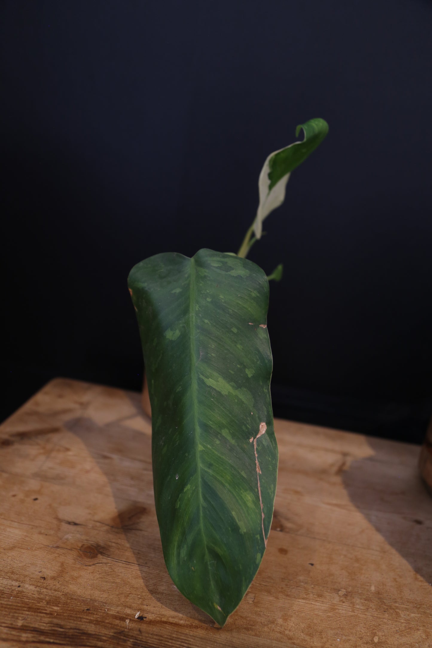 Growing - Philodendron Jose Buono Variegata - Heavily Variegated - New Bud Emerging - Rooted Plant UK