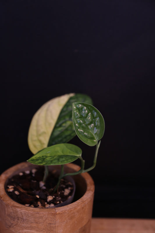 Half Moon - Monstera SP. Peru Variegata Karstenianum Variegated - Actively Growing - Rooted Plant UK