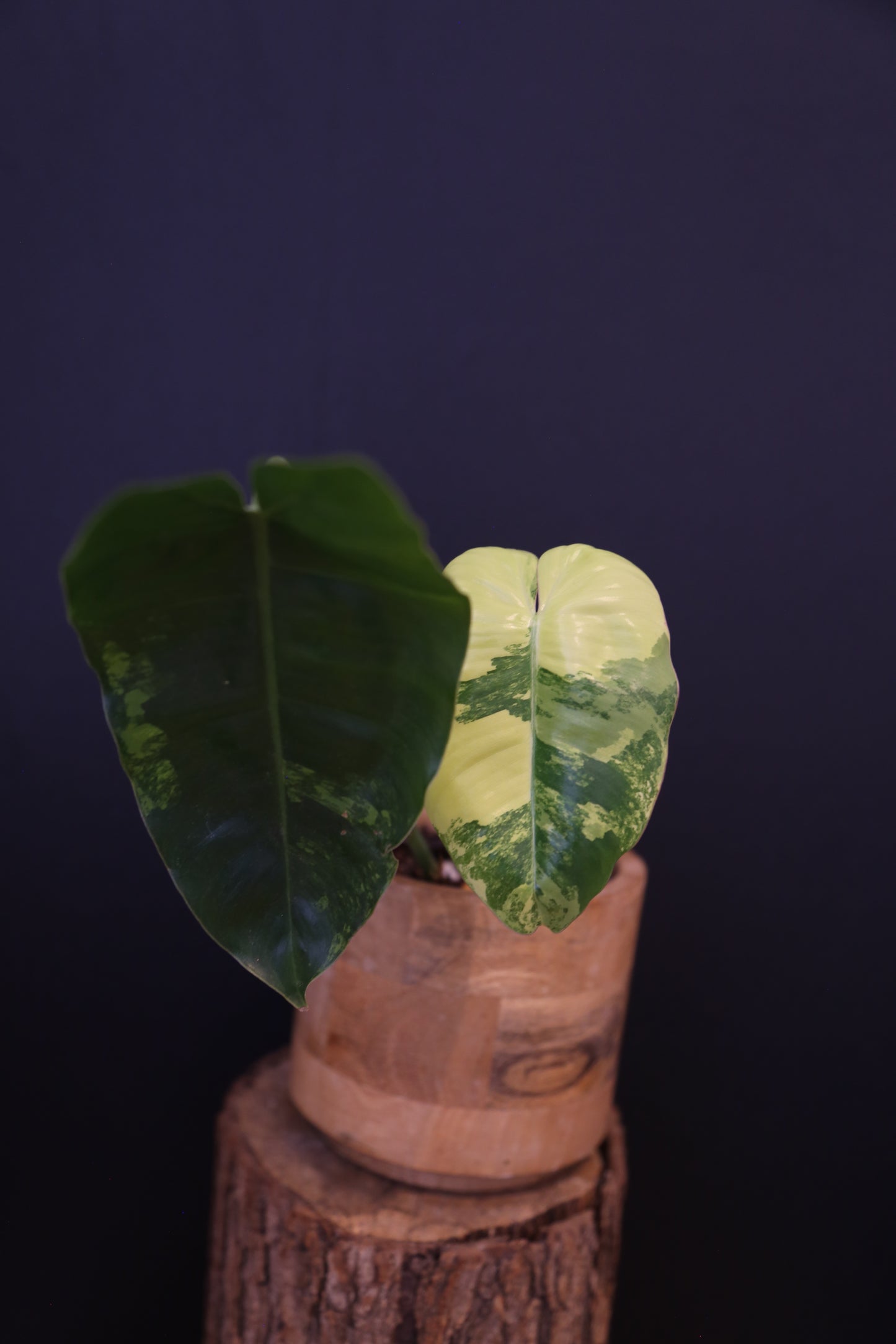 Philodendron Burle Marx Variegata - Contrasting Variegation - Rooted Established Plant UK