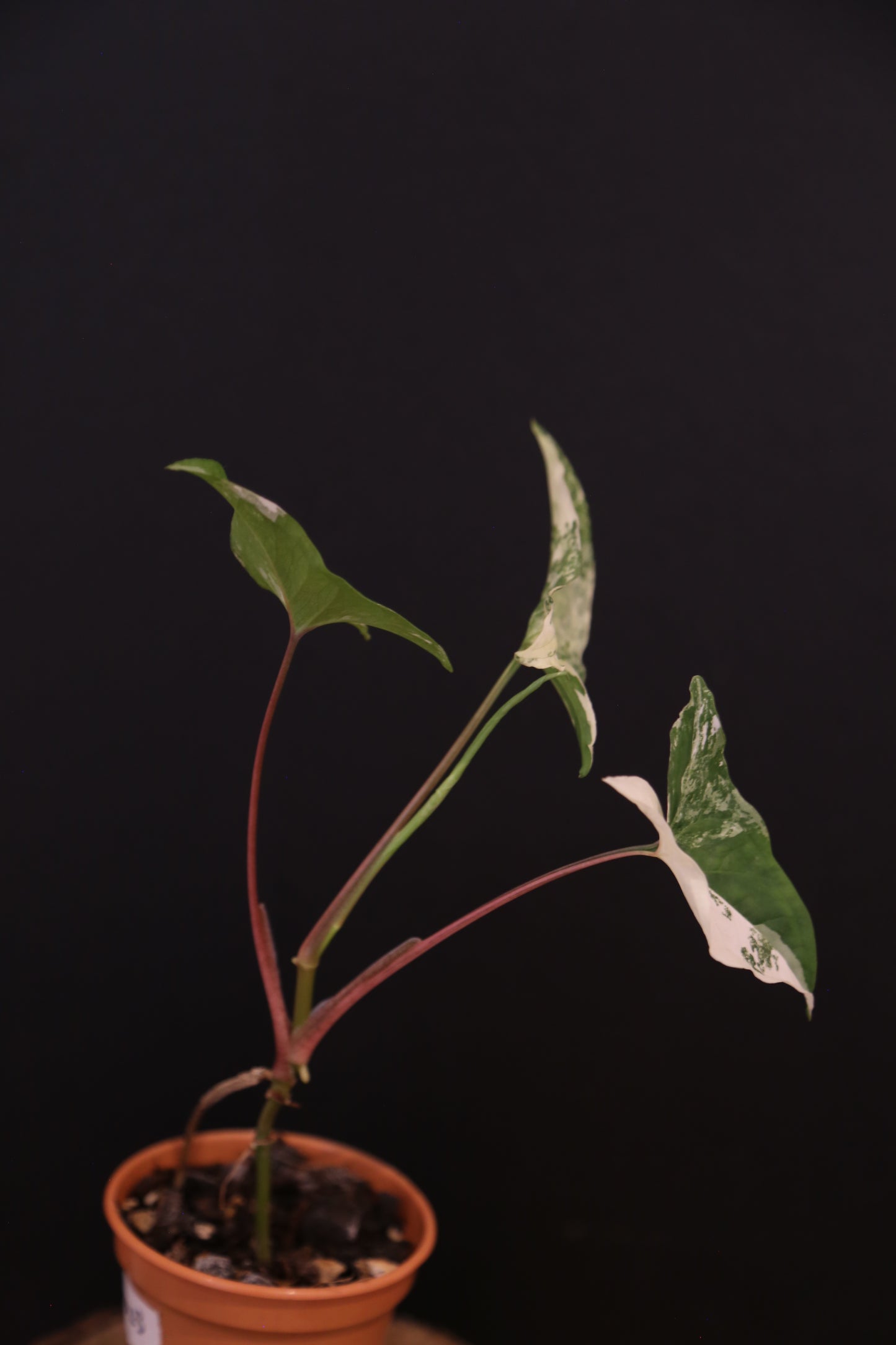 Syngonium Podophyllum Albo Variegata - Heavy Variegation