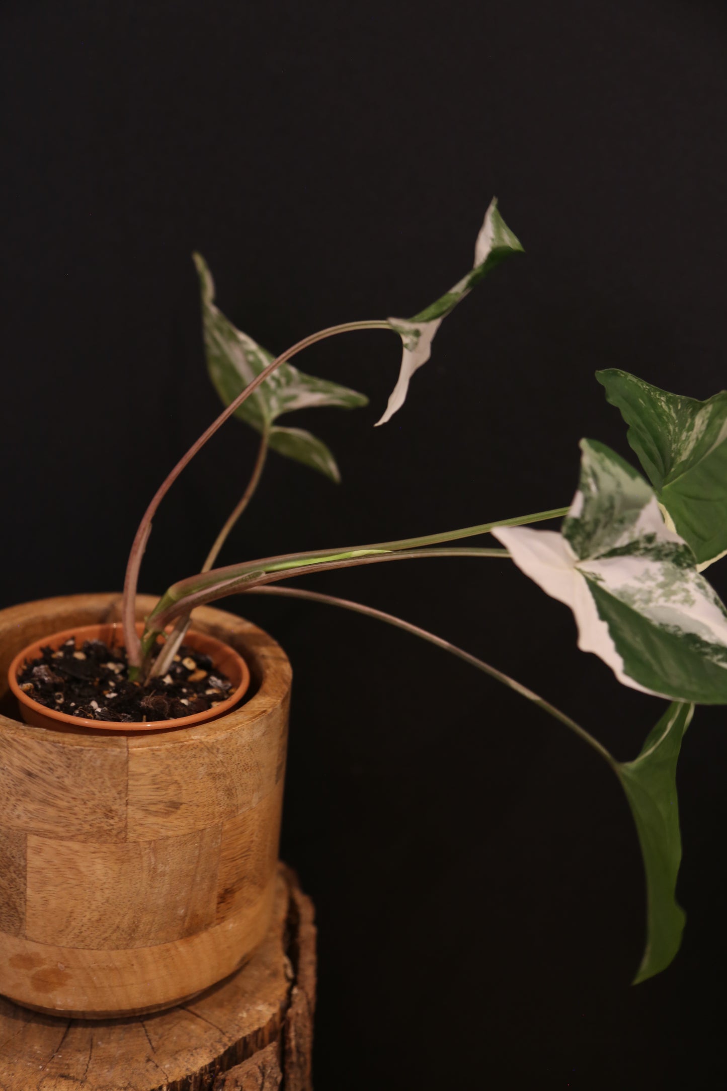 Syngonium Podophyllum Albo Variegata - Trailing Growth - Strong Variegation - Rooted Plant UK